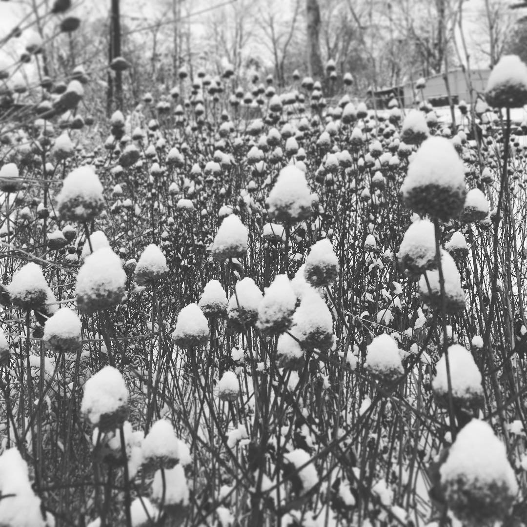 Dear Friends and Supporters,

As the sun begins its return, so do we, as we start planning for the 2026 season. In the coming year, we look forward to once again providing plants to our community and creating living spaces that support both people an