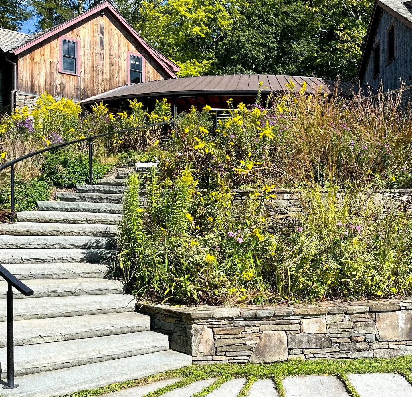 With native bees and wasps in mind, this full sun terrace was planted with a particular fall forage focus. We built this in 2022 and it still looks pretty amazing with six different species of goldenrods and asters. Did you know we have over 300 spec