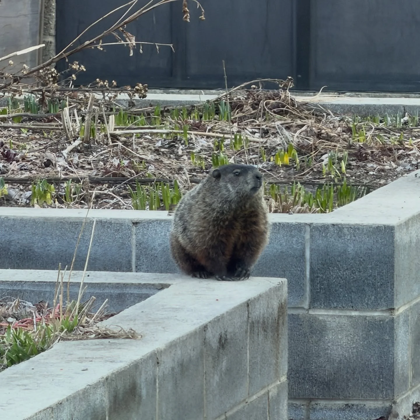 The mighty Marmota monax (groundhog) emerges for spring. How will you meet this animal in your garden this year? Will you fortify your compound, arm yourself with pikes and blowguns, dogs, and traps?  Or will you leave that decision to the farmers at