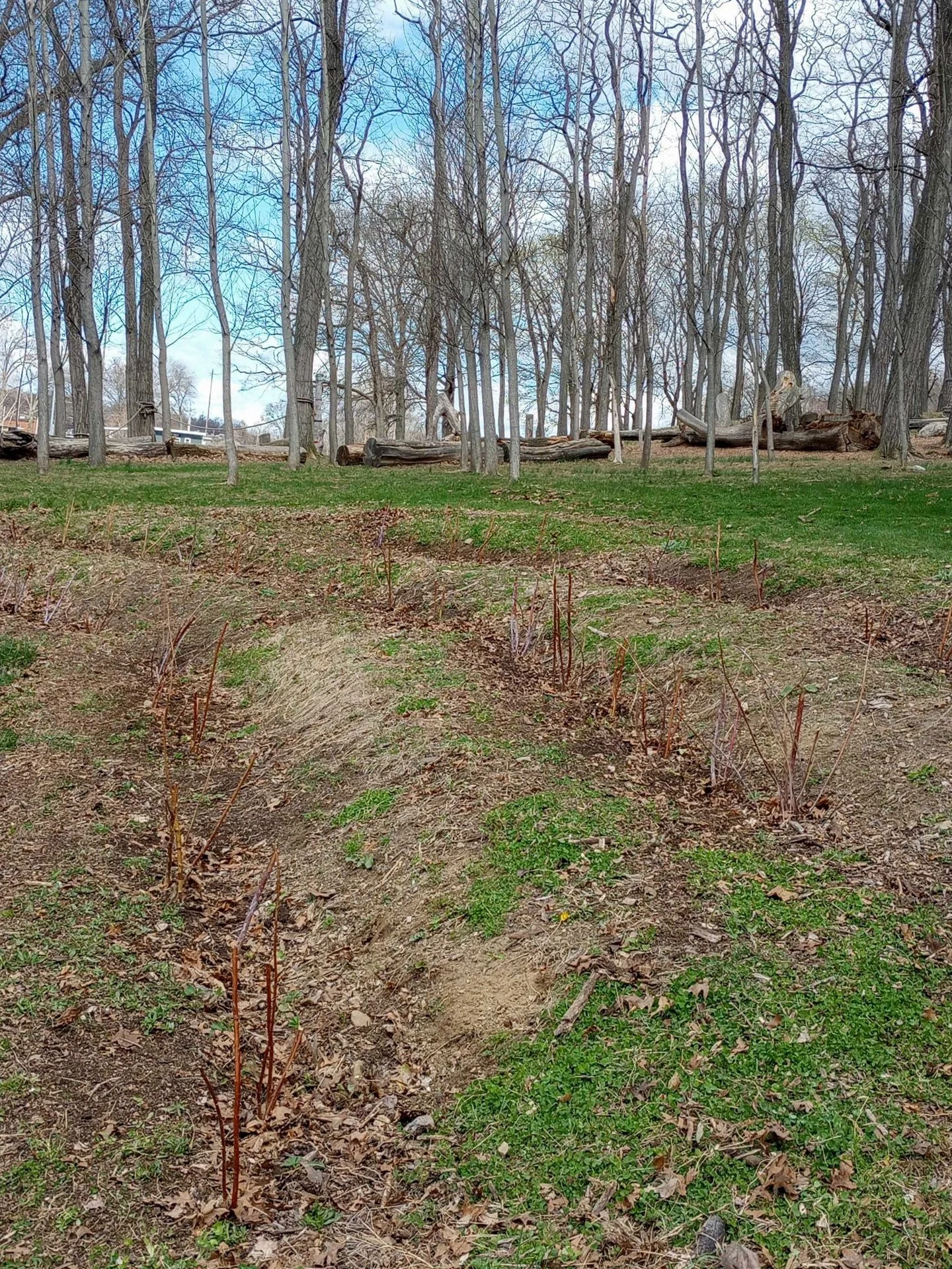 It&rsquo;s a bit hard to see here, but these are three rows of raspberries and strawberries we planted today at the Wee Woods in Beacon. @hilltophanoverfarm donated 45 bare root raspberries (thank you!). One Nature donated the strawberries, pickup/de