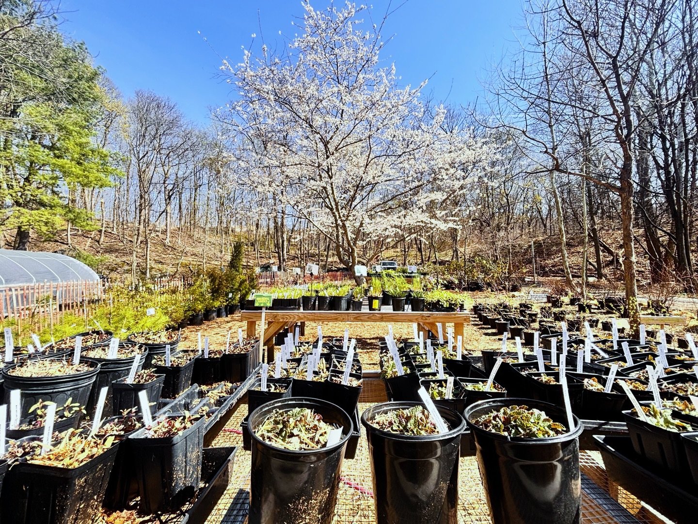 The good weather is here! Our nursery is open from 10 to 6, Wednesday through Sundays. Come and reconnect with the chance to bio-diversify your garden with native plants and locally appropriate edible varieties of fruits and nuts.

&ldquo;The earth i