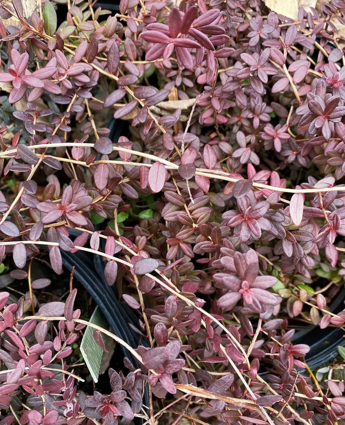 Bog Cranberry (Vaccinium oxycoccos) adds subtle color to our nursery during a midwinter rain.

An excellent choice for wet or poorly drained sites, bog cranberry is well adapted to true bog conditions characterized by consistently high moisture, low 