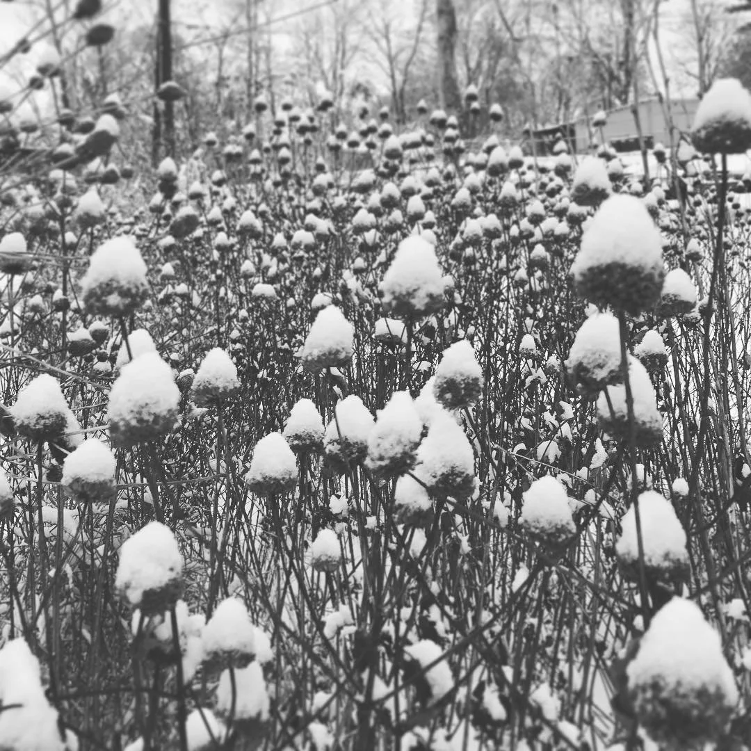 Dear Friends and Supporters,

As the sun begins its return, so do we, as we start planning for the 2026 season. In the coming year, we look forward to once again providing plants to our community and creating living spaces that support both people an