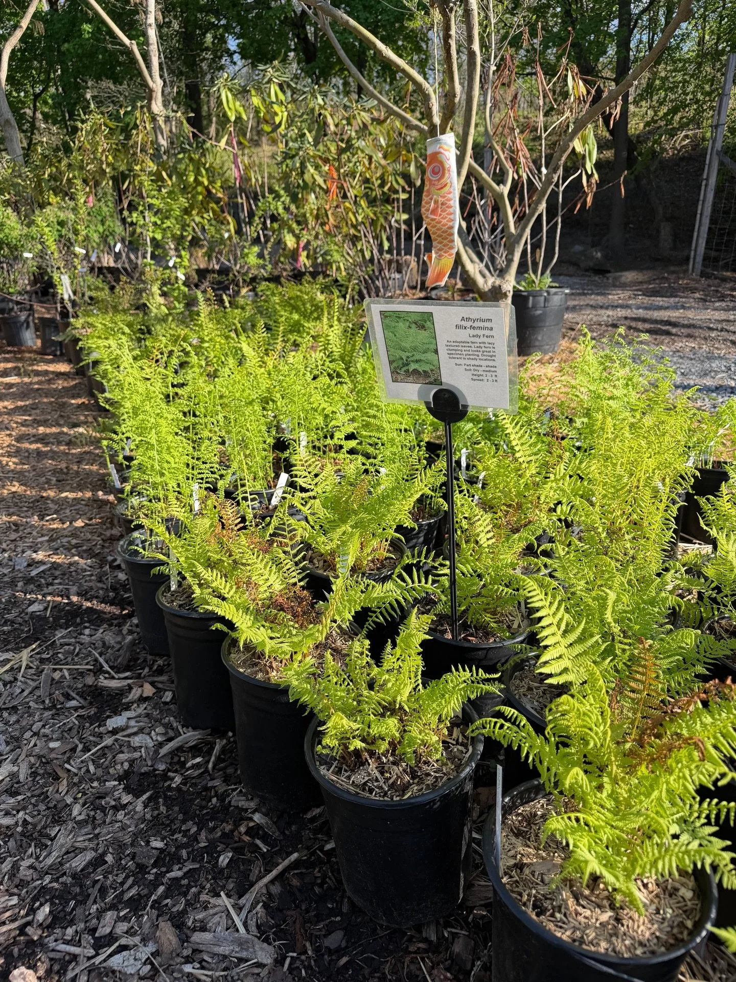 Now in our nursery: Lady Fern!! What better way to enjoy a rainy weekend than planting some ferns? Invite a Lady Fern (Athyrium filix-femina) into your shade garden, and you&rsquo;re not just planting greenery&mdash;you&rsquo;re welcoming a calm, gra