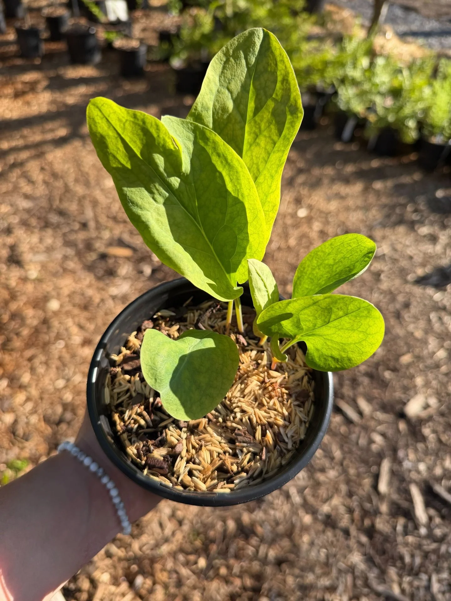 In our nursery today: Virginia Bluebell. In the wild, it&rsquo;s a floodplain and woodland-edge native&mdash;think rich, alluvial soils, plenty of organic matter, and reliable spring moisture. You&rsquo;ll see it thriving along streams and in low, sh