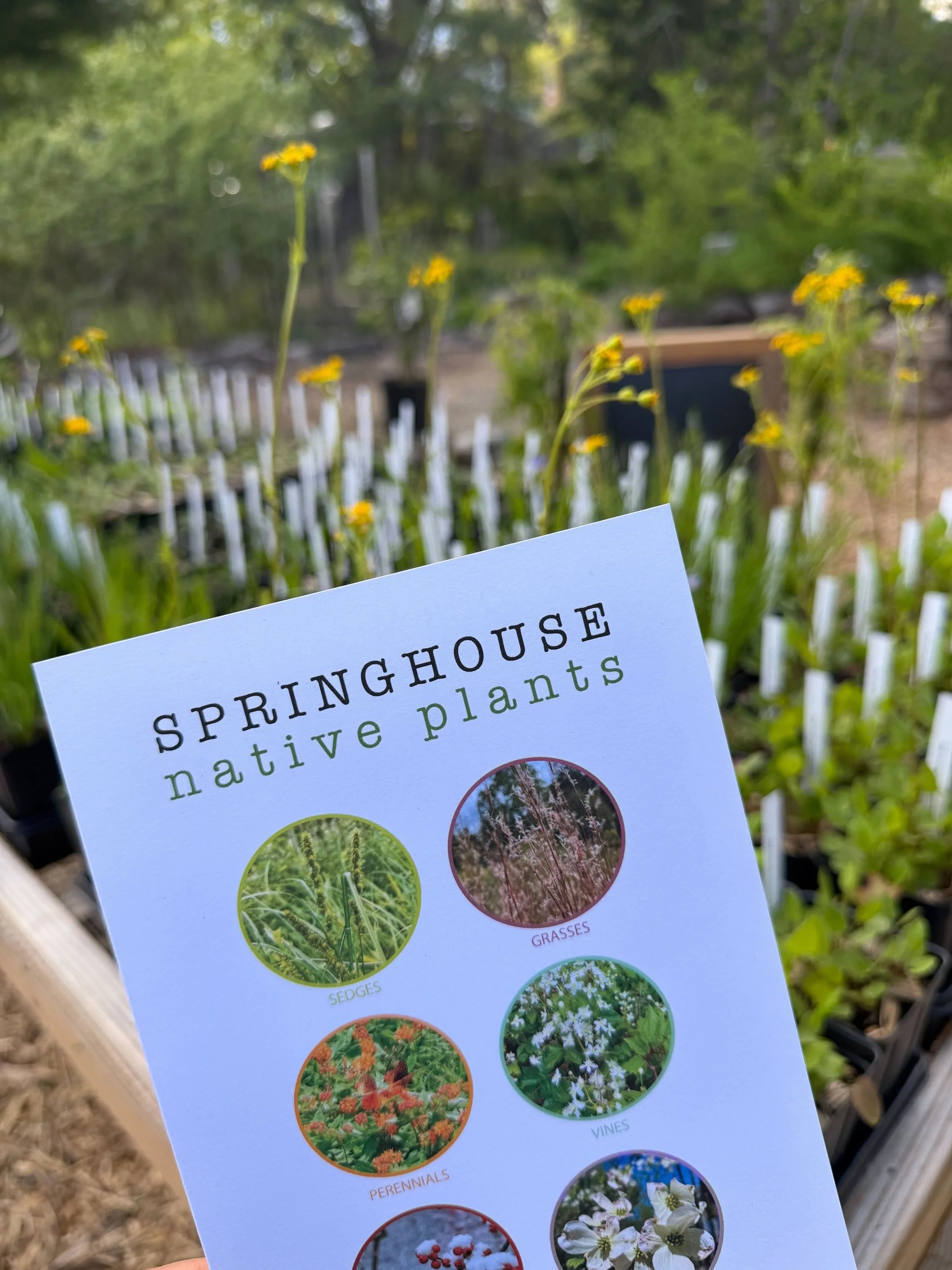 The soil is warm and the time is right to bring herbaceous plants to the garden. Luckily, we have you covered. This year we are featuring pesticide-free growers in our nursery, starting the season off with @springhousenativeplants_ .Support small bus