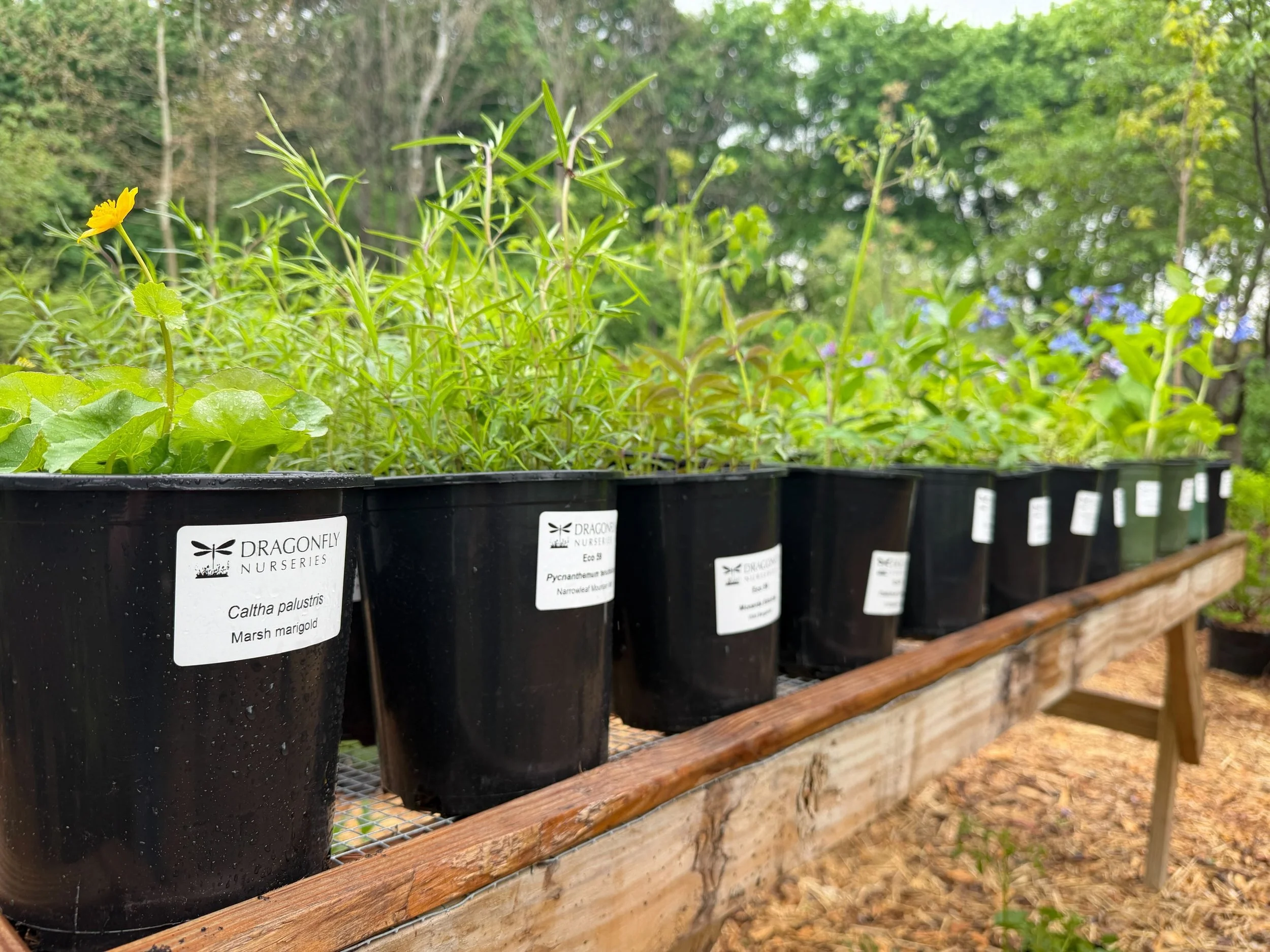 New beautiful plants arrived in our nursery from @dragonflynurseries! We are proud to partner with such amazing people growing native plants and using more-than-organic methods.