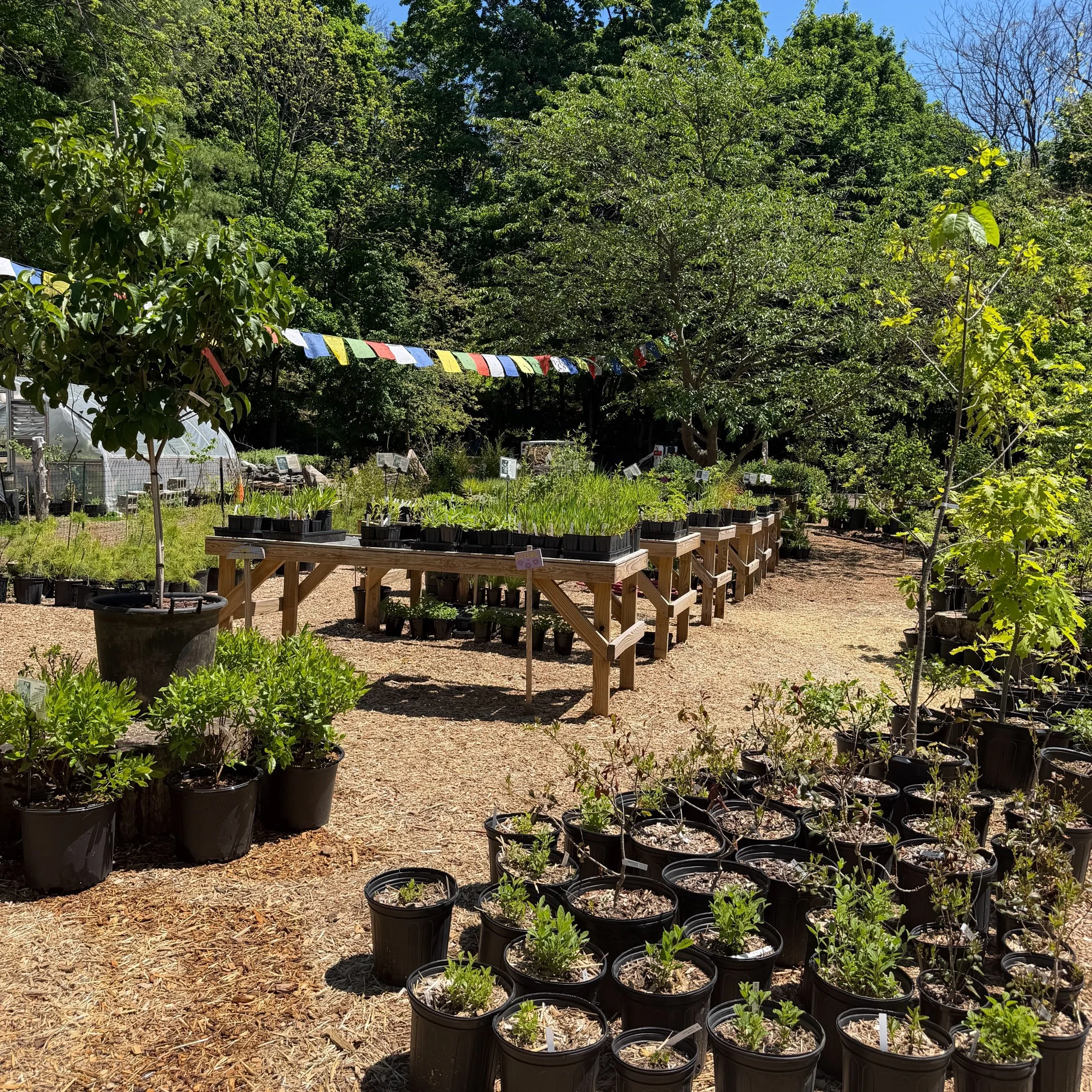 Its peak Spring and we have so many plants waiting for you! Stop in today and support some of our independant growers working to provide local plants from local seed for our local ecosystems!

By choosing locally grown native plants, you&rsquo;re doi