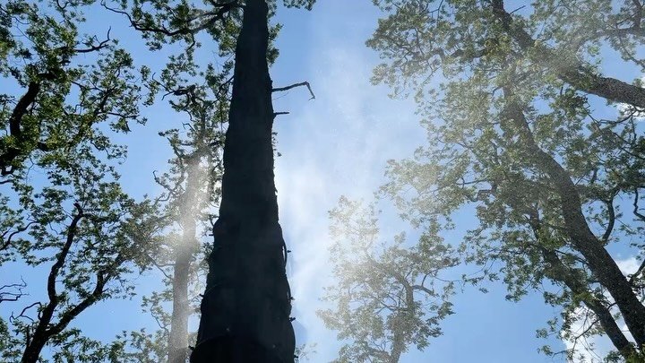 Today we set up the cloud forest for its fourth season! We built this installation to create an approximately 100x100 foot mist layer in a public park&rsquo;s grove of black locust trees. Its cooling in the hot summer, and an immersive sensory experi