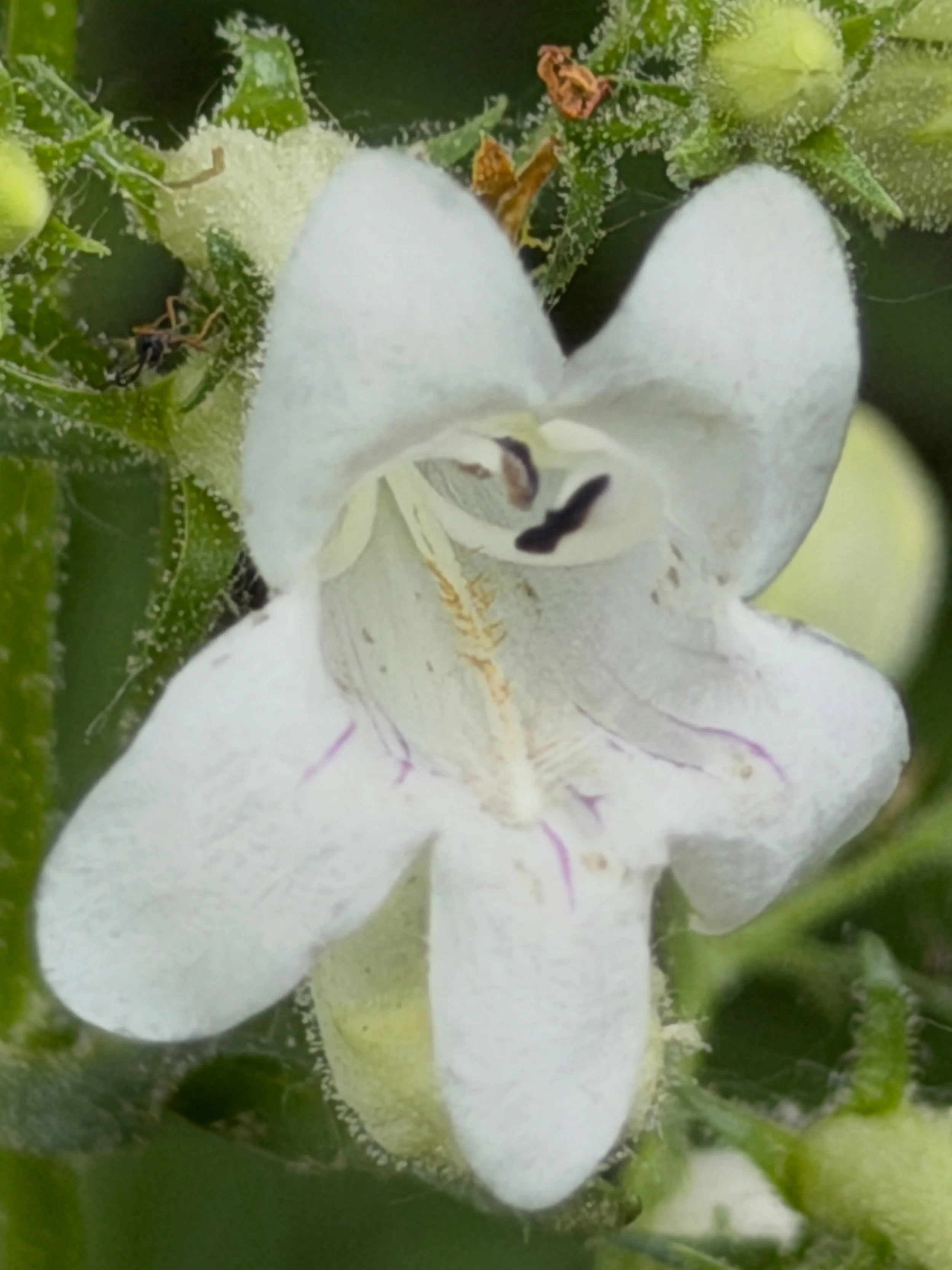 5 Things About Foxglove Beardtongue (Penstemon digitalis)

1. It is a nectar station. The tubular white flowers attract native bees, butterflies, and hummingbirds, making it an important nectar source during late spring and early summer. In flower es