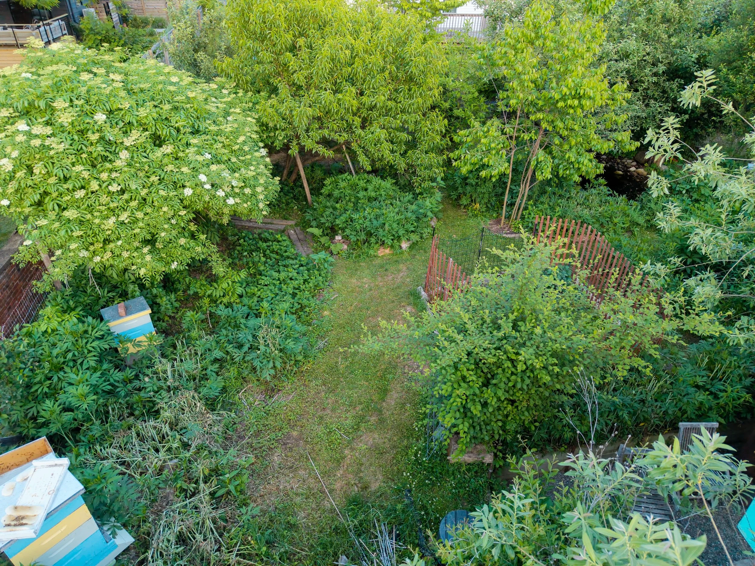 Golden hour photos from our demonstration garden. We have over 120 species (and counting) of plants! Built entirely from small-sized container plants and using low cost materials, this garden is designed to showcase many affordable options that help 