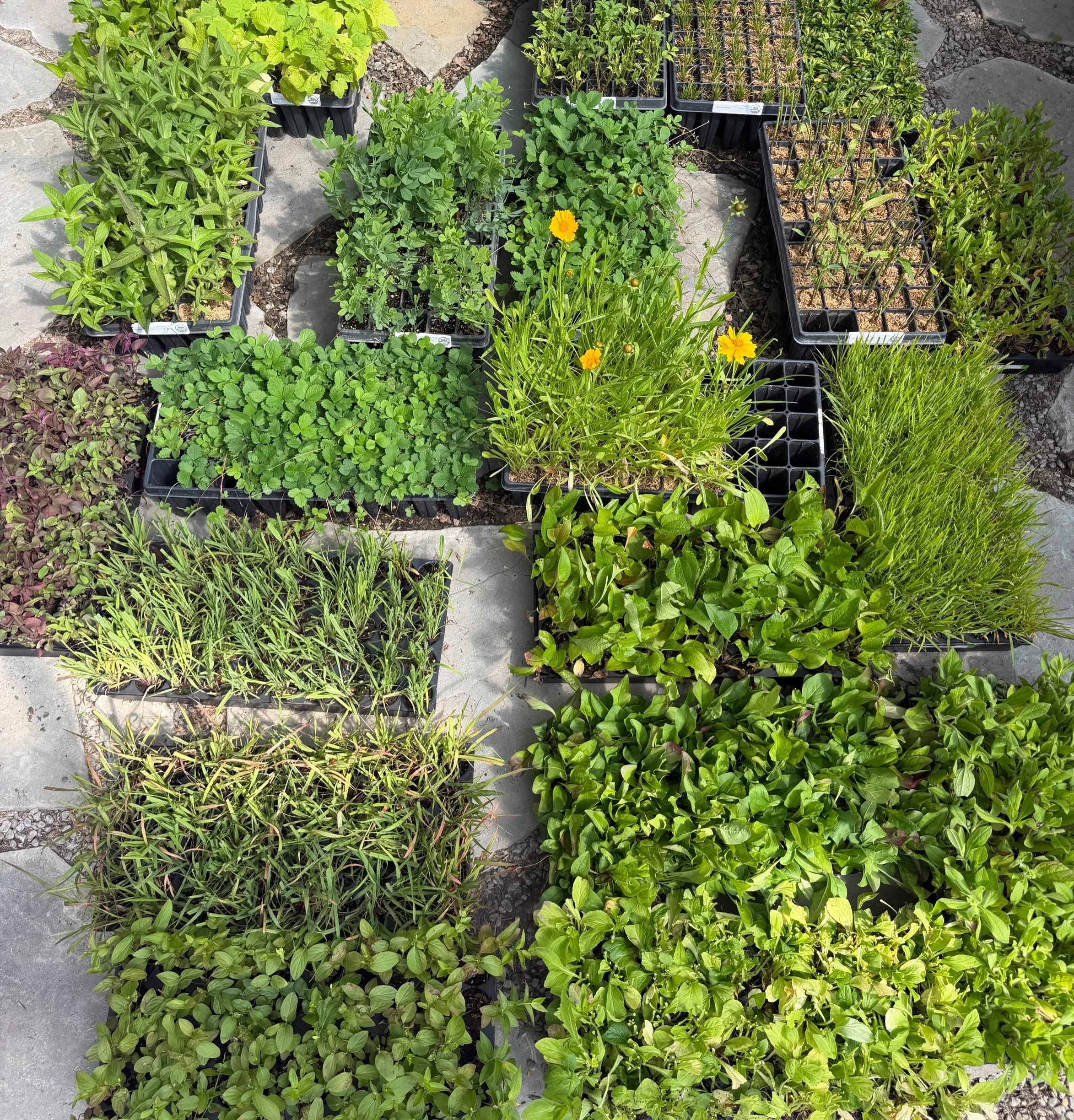 For two or three years, we stopped selling plugs in our nursery because, frankly, we can make more money selling gallon and quart containers. The consequence, however, was that many of our customers couldn&rsquo;t afford the herbaceous material we ha