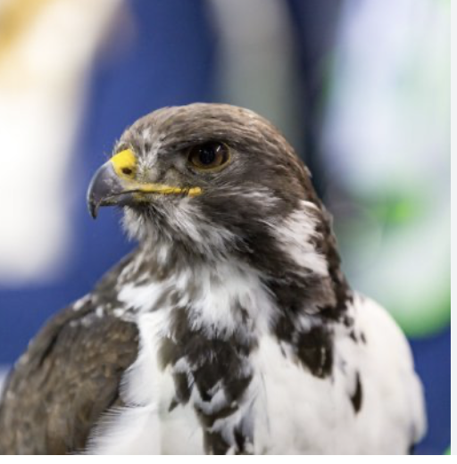 NFC Championship: The Taima 