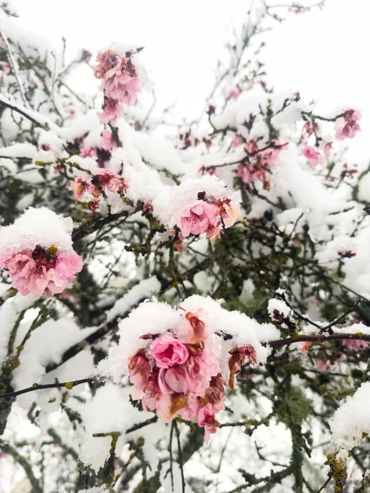 Happy almost Spring 🌸everyone! I&rsquo;m out with a bug that&rsquo;s been going around so I&rsquo;m going to move Yoga Nidra to next Wednesday March 25th and there will be no live class tonight.  Please check out my website for free recordings (reso