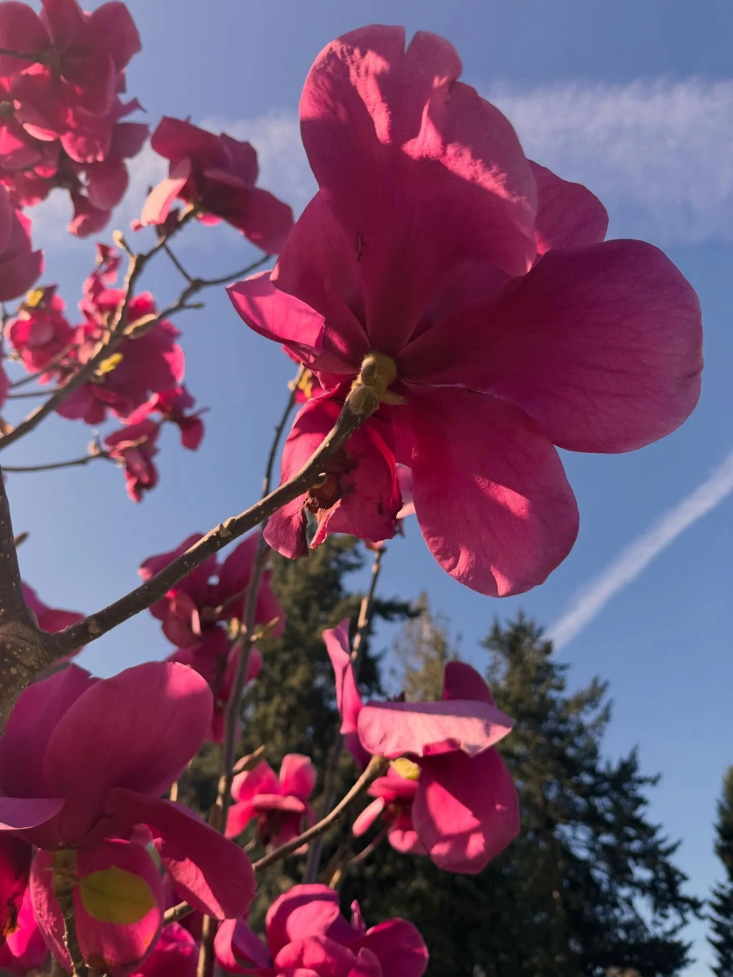 Yoga nidra tonight (wed) at 7PST on zoom. No experience needed.  Just come with yourself and an open heart.  We will be lying down listening to a live guided meditation for 30-40 minutes.  Links for donations and registration are in my bio! Hope to s