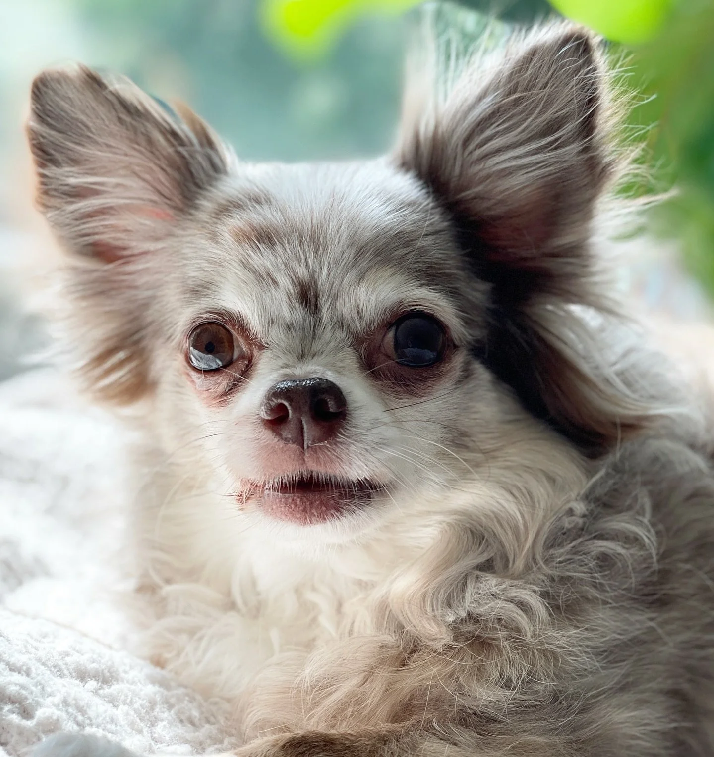 ARES IS MISSING IN NEW PALTZ, NY. He was last seen about 10 hours ago. Flyers have been made, we are contacting shelters, please if there&rsquo;s anything you can think to do, we are all so distraught. He is very old and on heart medicine so we are h