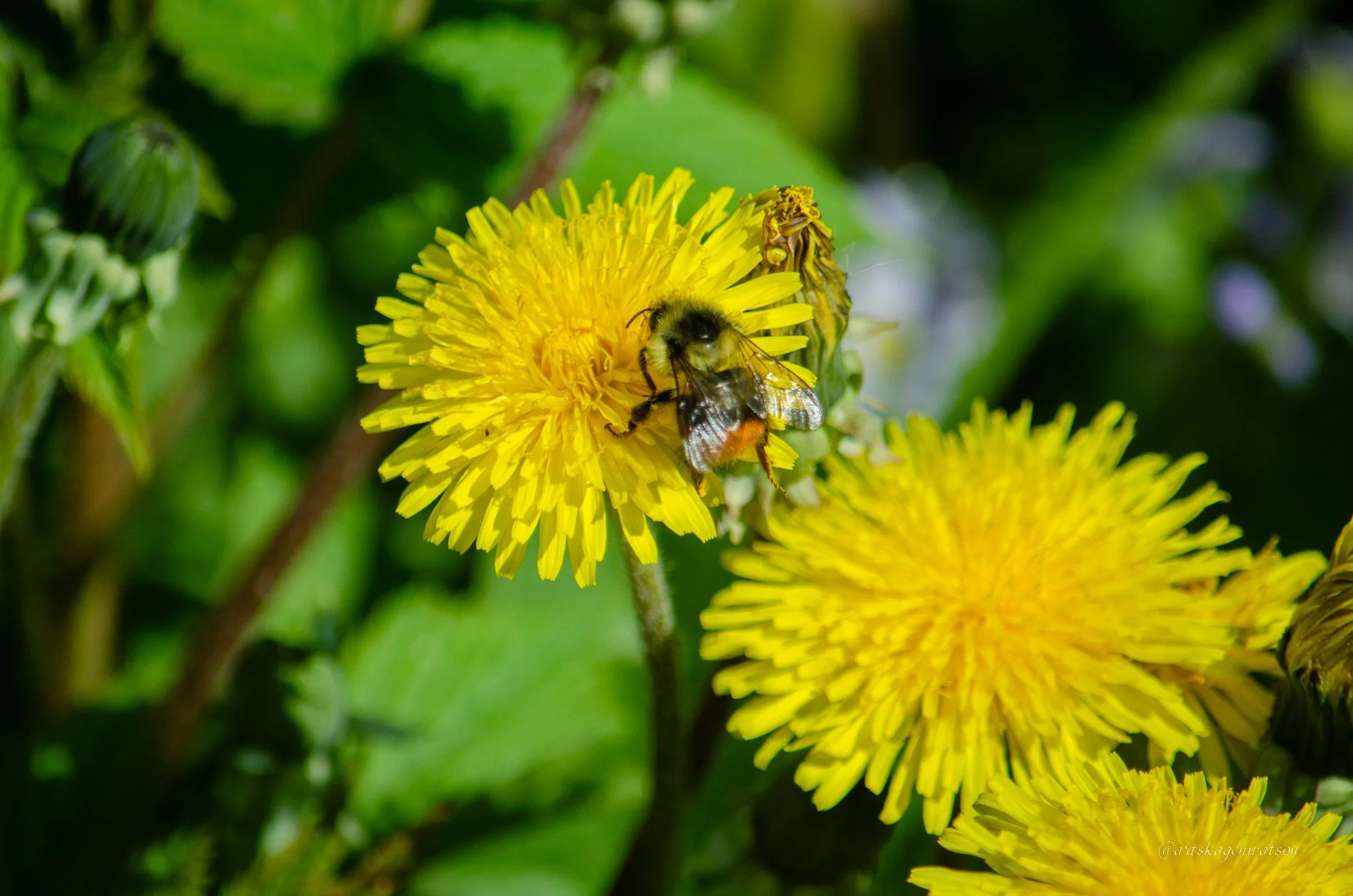 Alaska_bee-2.jpg