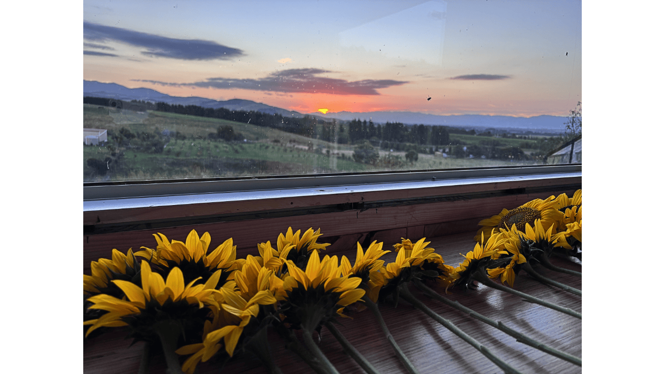 Sunflowers in flower shed at dusk