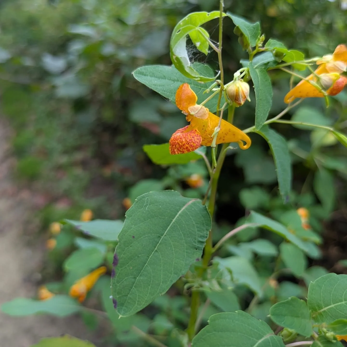 I've been in love with seeing Jewelweed in my park. Jewelweed can be found growing in shady areas among poison ivy all over the united states. They are much appreciated by bees, hummingbirds and me!
...
#nativeflowers #wildflowers #flowers