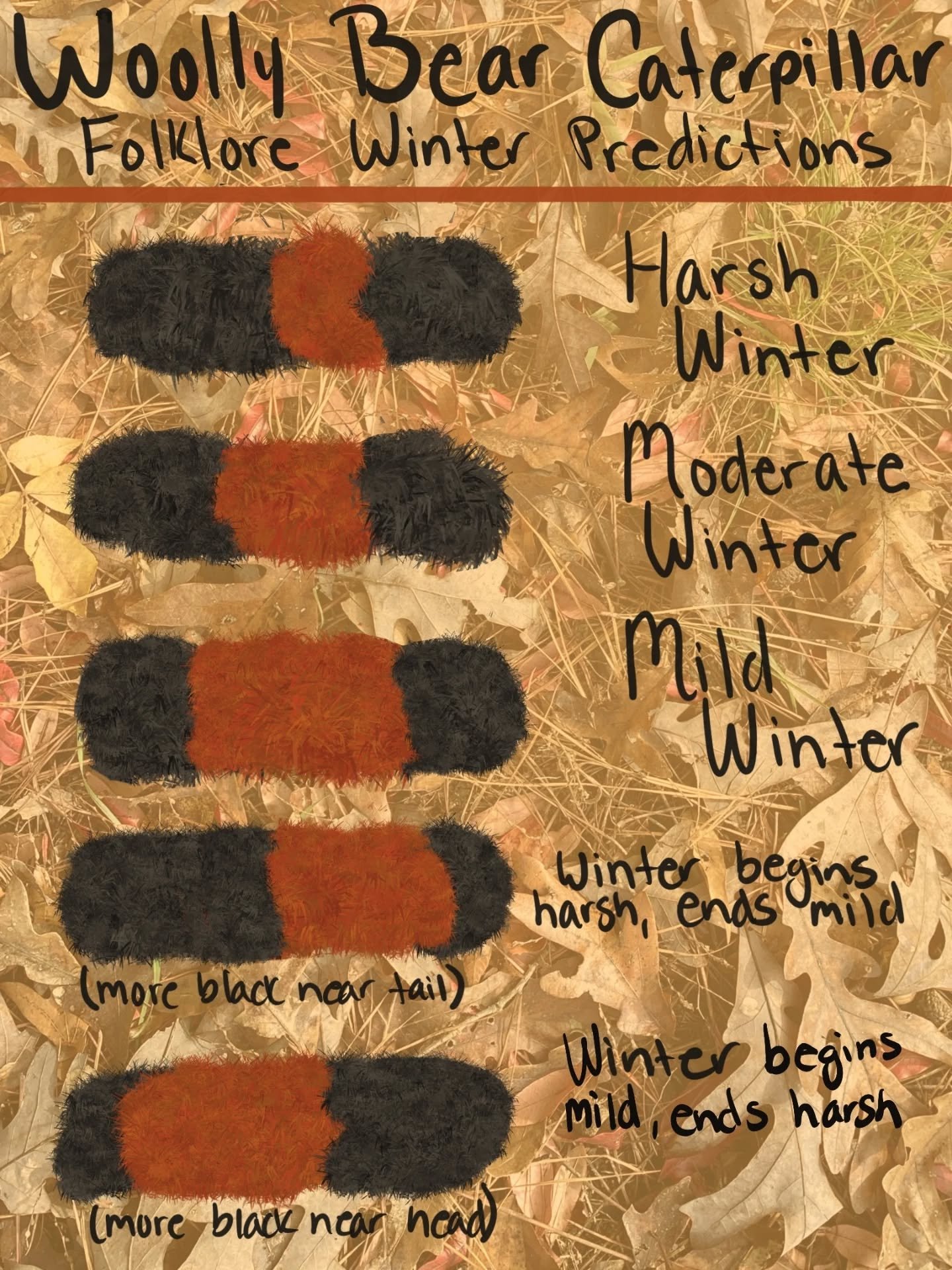 It's Woolly Bear Caterpillar Season! 
...
The woolly bear caterpillar is famous for its ability to survive freezing temperatures by producing a natural antifreeze. The are often the subject of folklore predicting winter severity based on its band wid