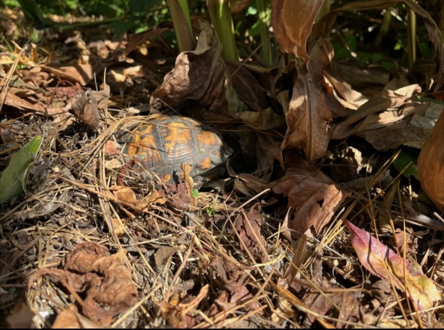 🍁Leave The Leaves🍂
We found this cutie last week trying to find shelter in our yard, it felt like a pat on the back. We have been working on re-wilding our yard since we moved in (2024). It was nice to see that what we feel like are tiny impacts re