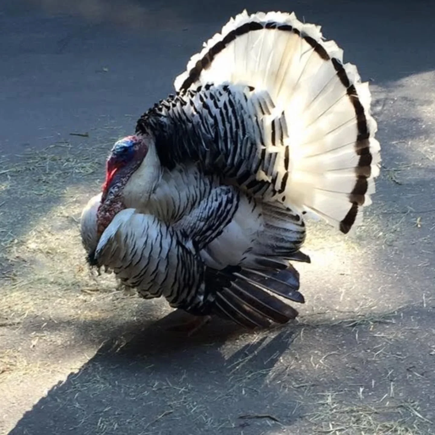 Happy Thanksgiving! 
I don't eat turkeys, but I do celebrate them. When I was a zoo keeper I earned the respect of this gorgeous guy, Mr. Fusco. 
This Thanksgiving I am thankful for all the lessons Mr. Fusco taught me:
🍁 Always stand up for yourself
