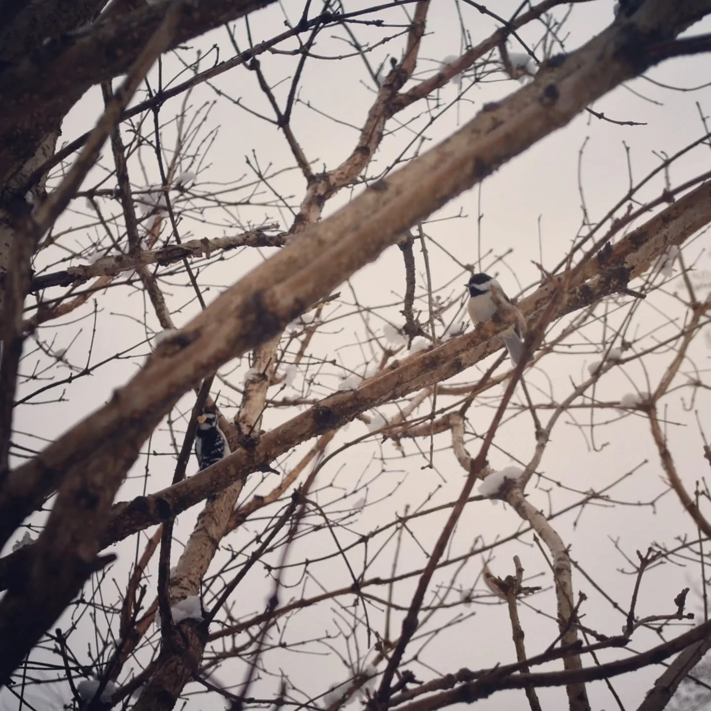 ❄️Snow day means I get to go play and do bird photography! 
Yesterday Charles filled up the feeder so we could enjoy watching the birds with the beautiful snow fall.
He got some really good photos of the birds eating, but we both had a hard time stan