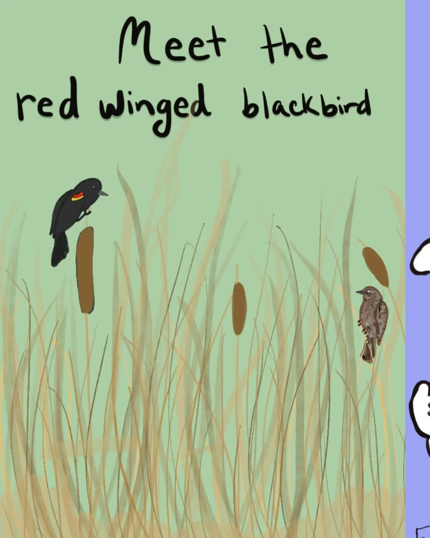 I've been working on my first mini zine! (This is the cover and back page).
I'll be doing 5 zines, each one will focus on a different species of bird that lives in Virginia and how you can help birds where you live. 
These are still in the works but 