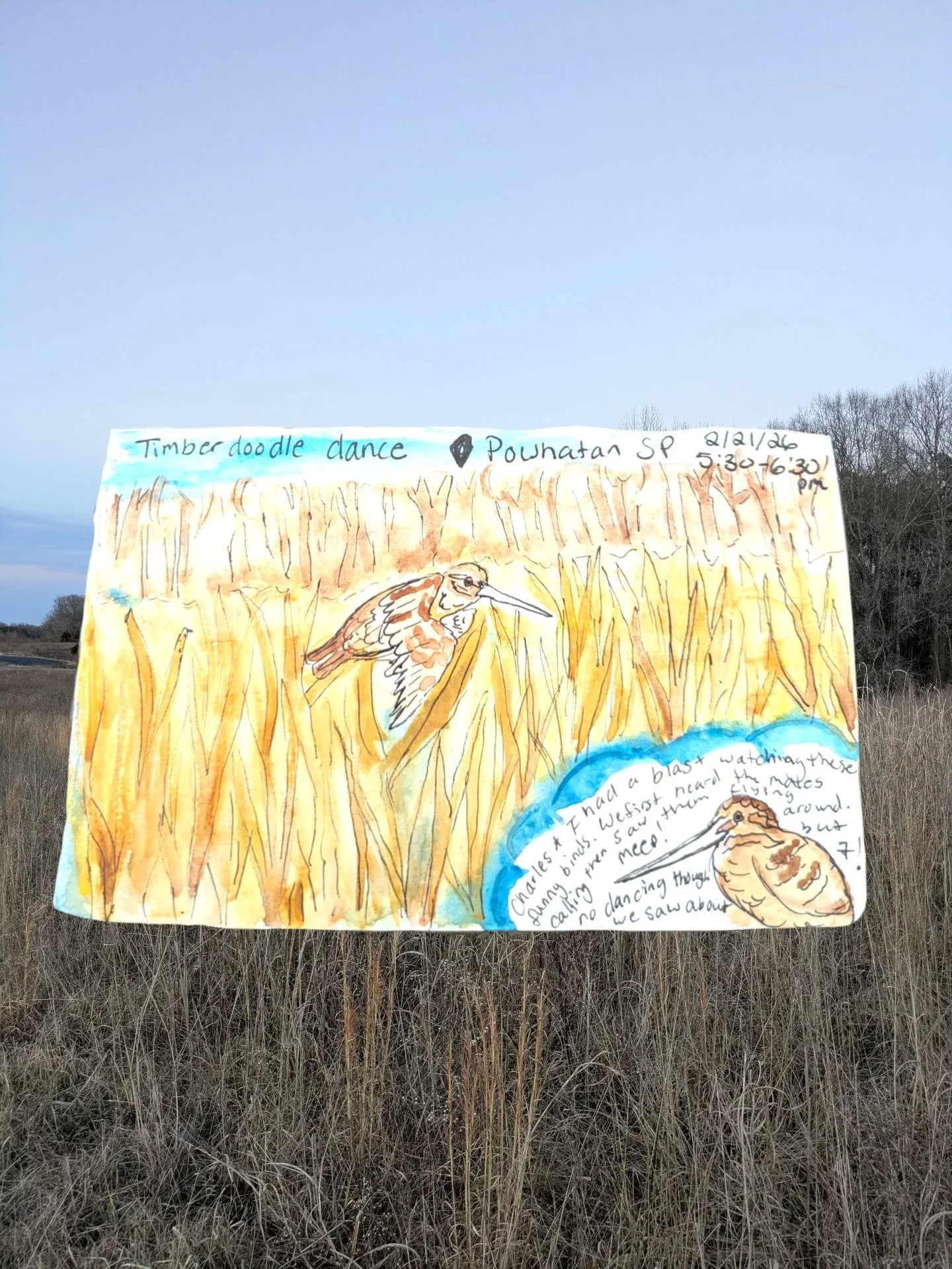 The Timberdoodles Dance! 
Charles and I had so much fun watching these charismatic chunky babies look for mates. 
I love a reason to nature journal. 
...
#woodcocks #birdart #naturejournal #watercolor