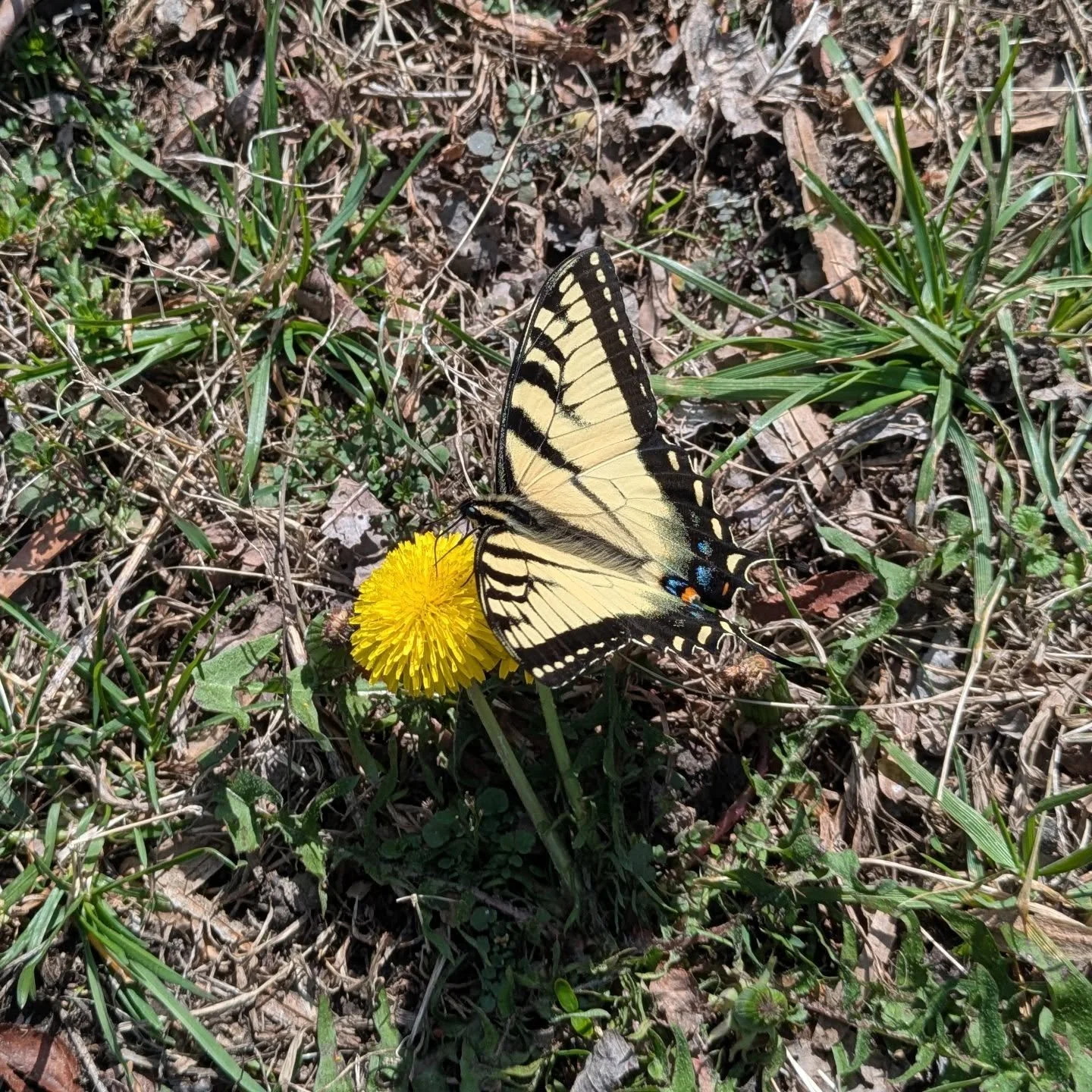 I LOVE seeing signs of spring! I hope you all are excited for more sunshine, bugs, migrating birds and amphibian calls. 
...
#easterntigerswallowtail #pollinators🐝 #spring #butterfly