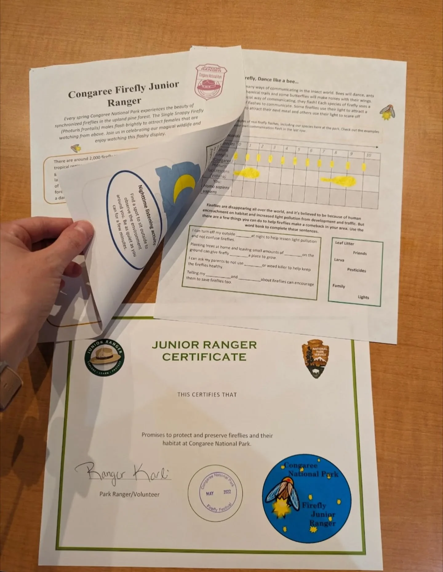 It's almost Firefly season, my favorite time of year! 
I fell so hard for these flashy beetles during my first season at Congaree. Growing up, fireflies have always been a part of my life, and I'm so thankful for that. 
...
If you find yourself at Co