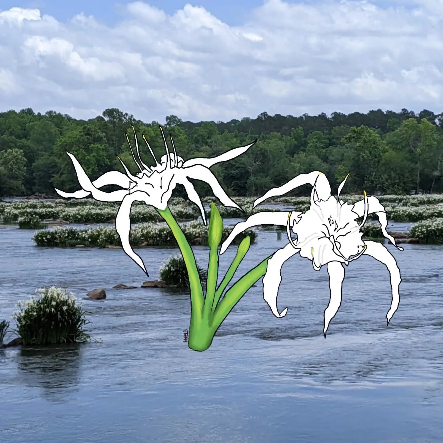 🌏Happy Earth Day! 🌍

Today I am celebrating one of my favorite flowers from my home state- The Rocky Shoals Spider Lily. 
They are a beautiful smelling water lily that thrives in the rocky shoals of rivers. They can be found in Alabama and Georgia,