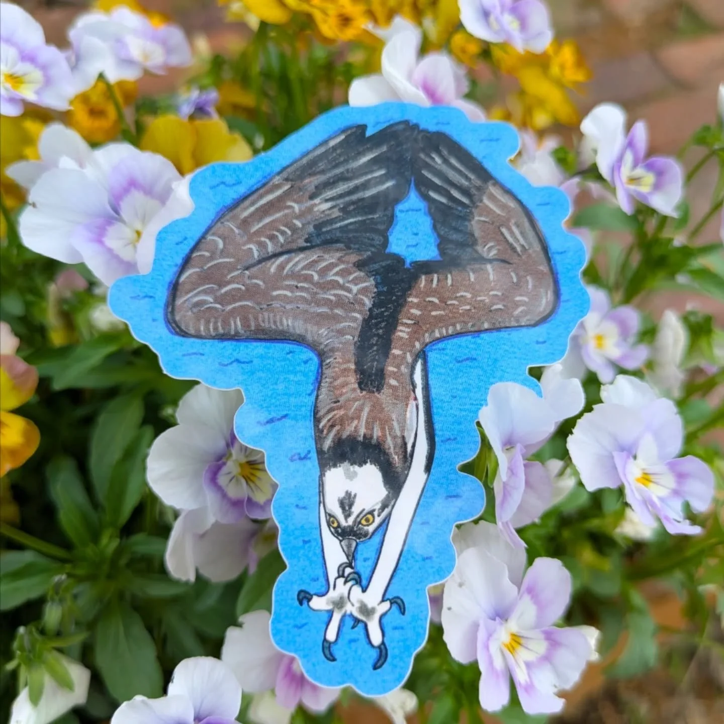 Raise your hands if you have seen the iconic Osprey dive!
🪶Osprey are fishing birds and they are built to be able to completely submerge themselves in water while hunting.
🥽They have a third eyelid that acts like goggles while they are in the water