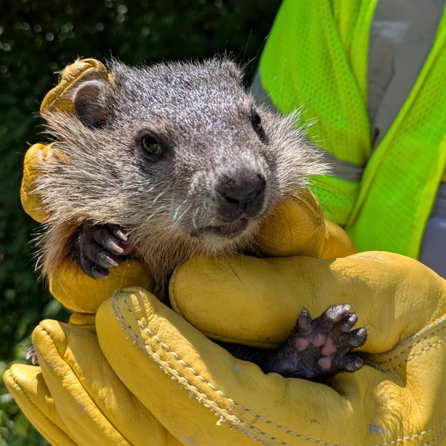 🐿️Photos of my first two weeks as a Wildlife Biologist in Shenandoah! 🐻