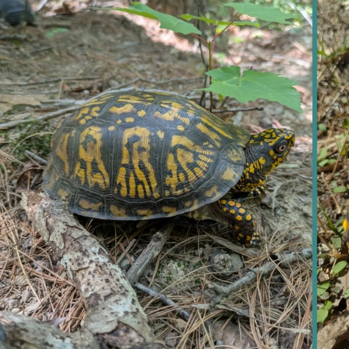 It's Box Turtle time, I saw this pretty one while hiking in the park yesterday.🐢
You can be a turtle hero this season by helping them cross the road - just make sure you are being safe when you stop and pull over, and always place the turtle in the 