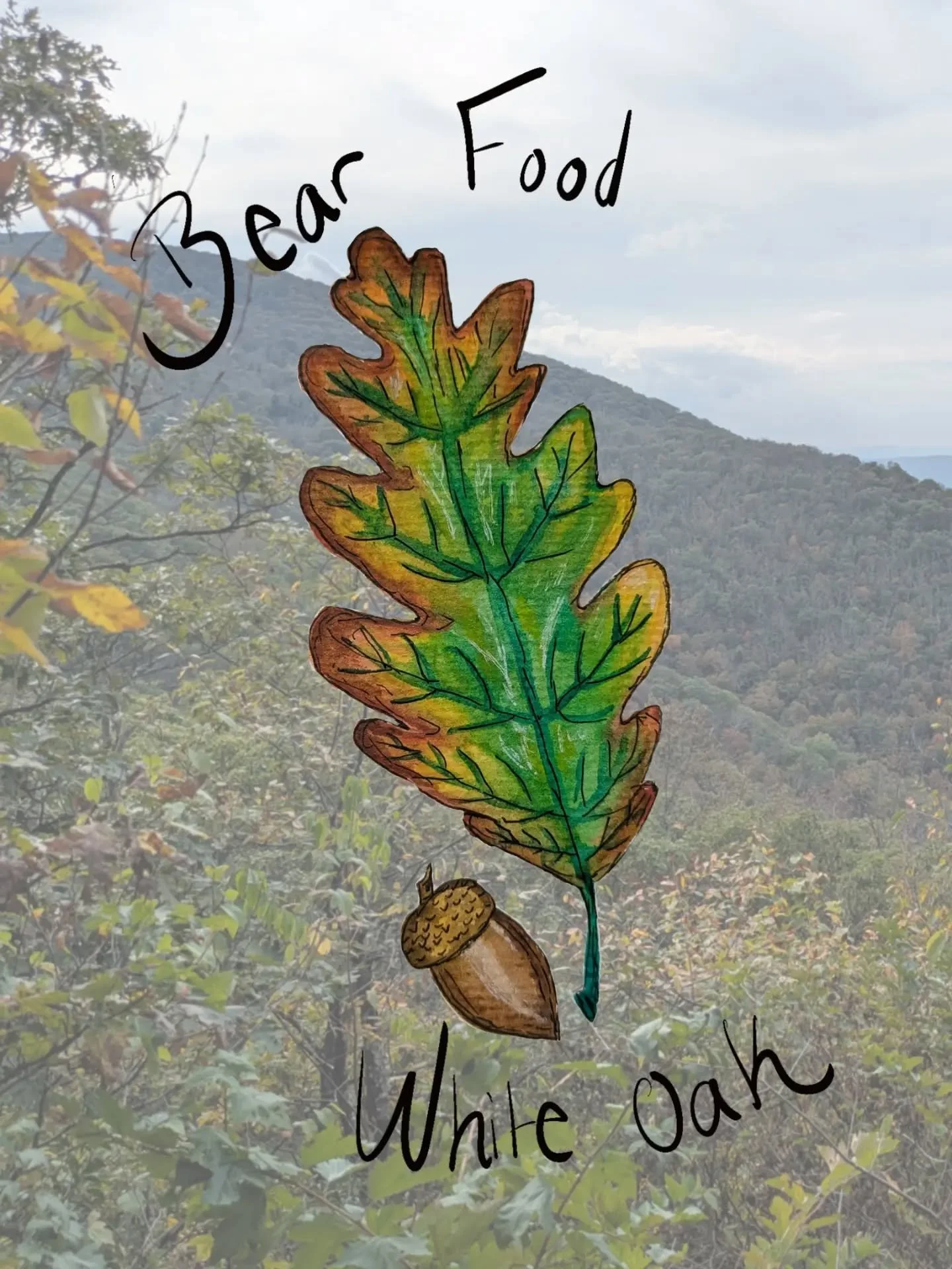 As I'm watching the leaves change I'm reminded that so many creatures depend on tree production and leaf litter in the fall. This observation has stuck inspiration! 
...
I'm working on a Zine that features original watercolors of trees in the fall an
