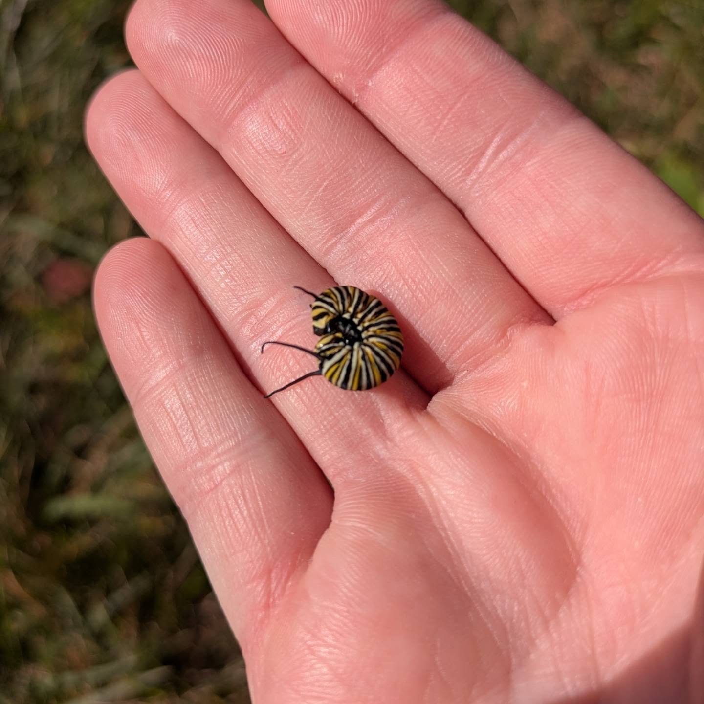 Be on the lookout for the little ones that need extra love and care. 
I hope this sweet baby is able to live its best life as a beautiful monarch. 🦋