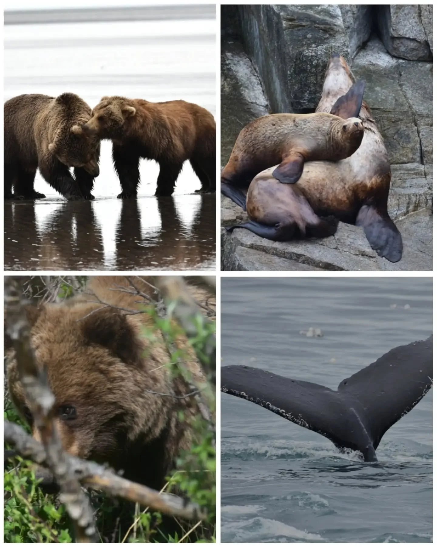 🌍Happy National Wildlife Day! 🌎
Get outside and explore the world around you, take time to have moments of awe and inspiration. All wildlife, no matter how small, deserves support and love. 
📷- All photos were taken by my husband during our Alaska