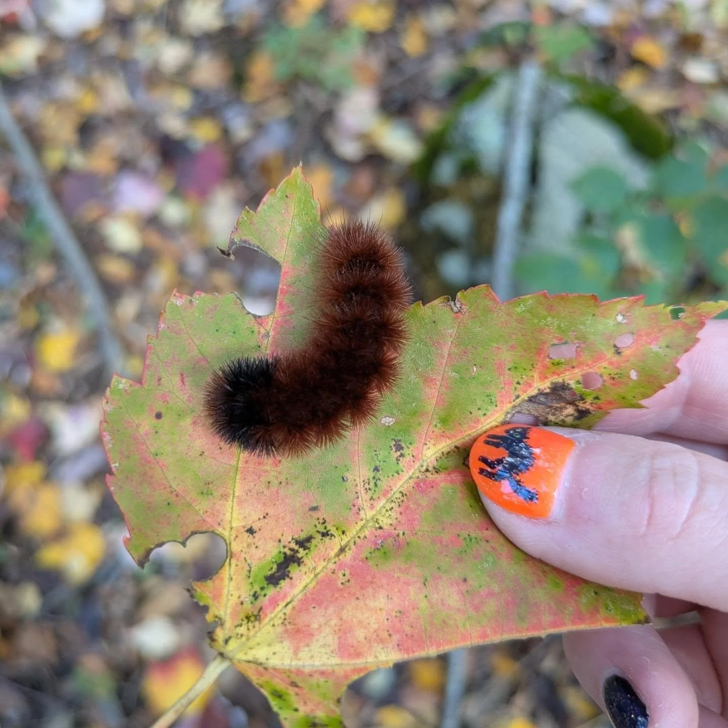 It's Woolly Bear season! I love searching the ground to find these little cuties. Right now in Virginia they are on the move looking for a warm cozy winter home.
If you see them enjoy looking at their different patterns. In folklore these caterpillar