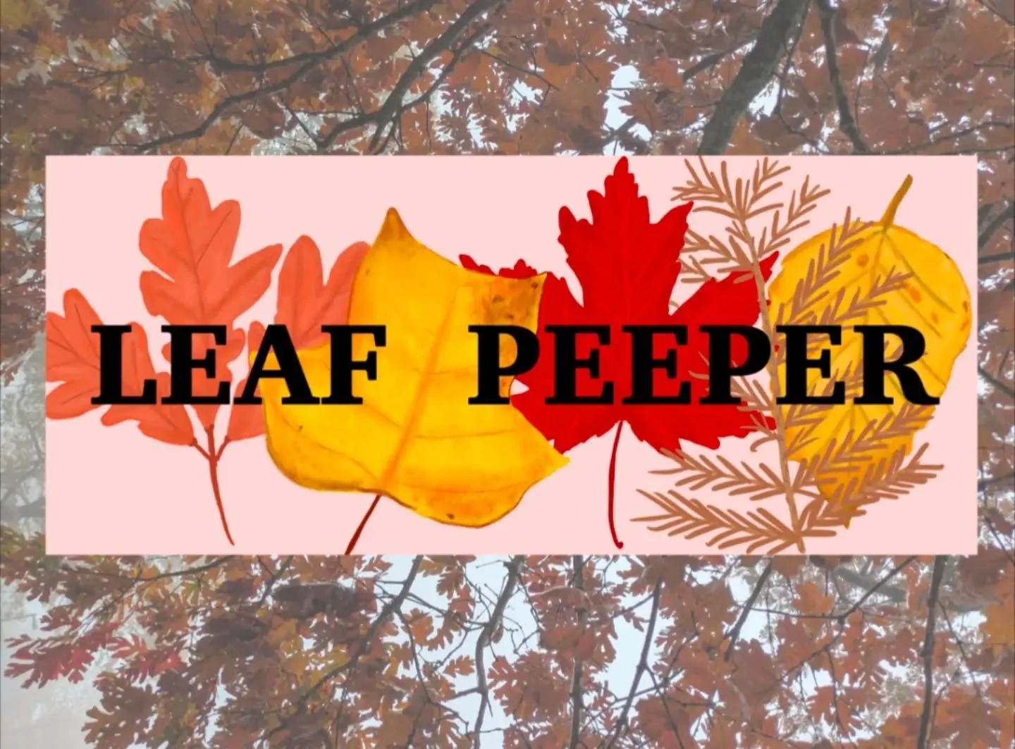 It's that time of year! The fall leaves are changing and everyone is out and about enjoying the colors. 
...
While outside this fall make sure to be respectful of wildlife and others, be patient and drive safely. 
...
#fallleaves🍁🍂 #fallcolors🍁🍂 