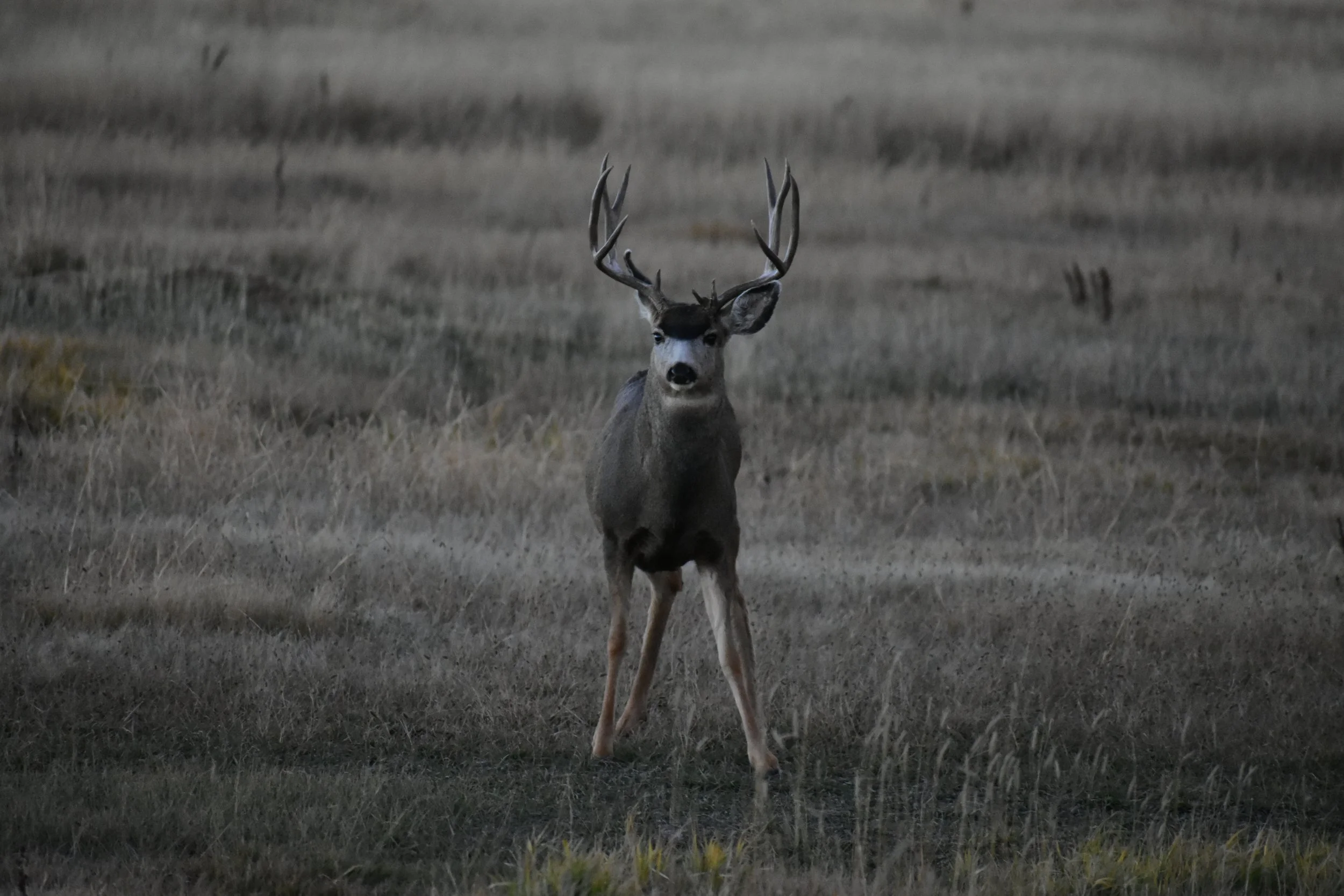 4 point Mule Deer in a field