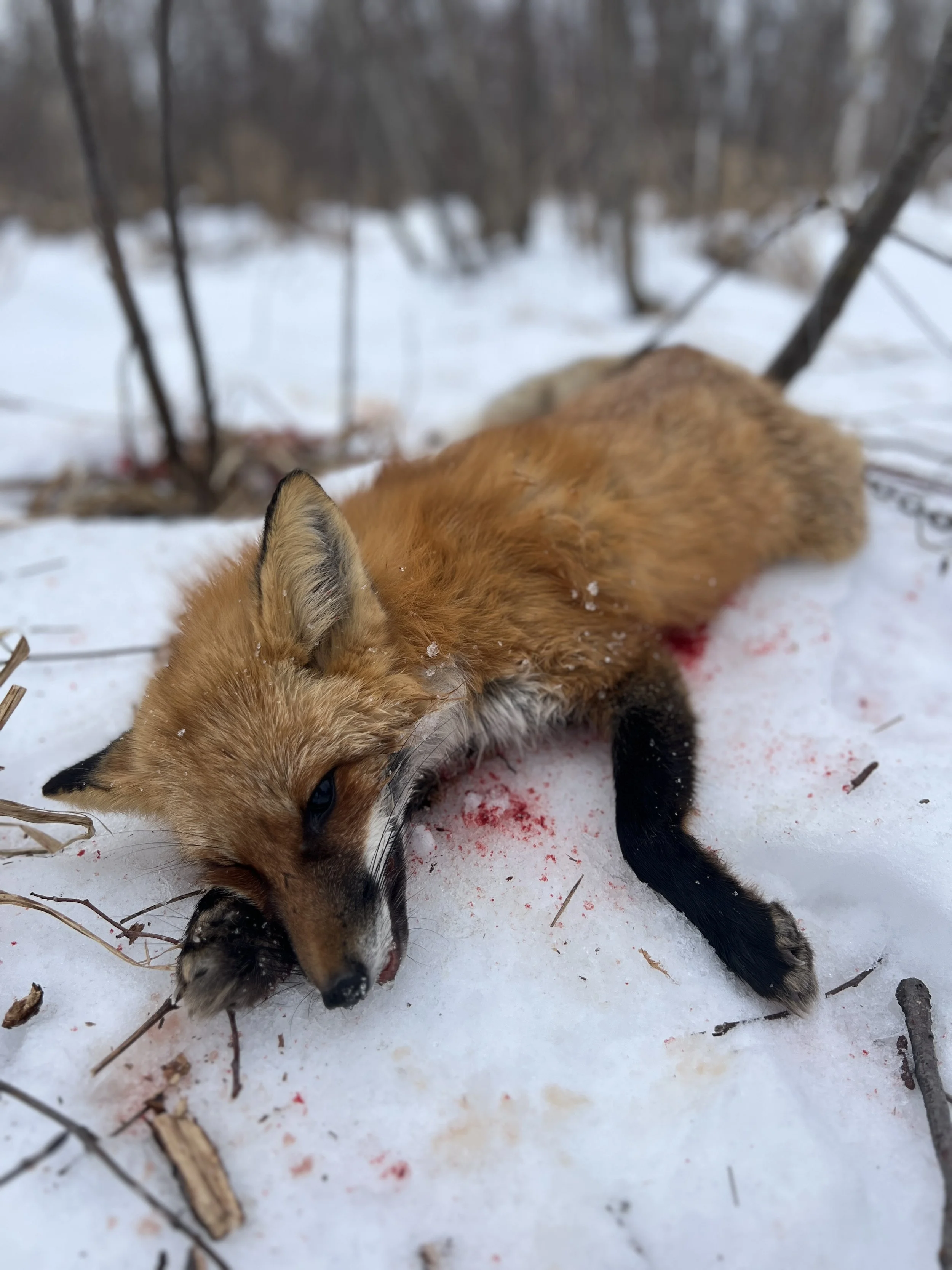 Red Fox caught on the  Authors Trapline