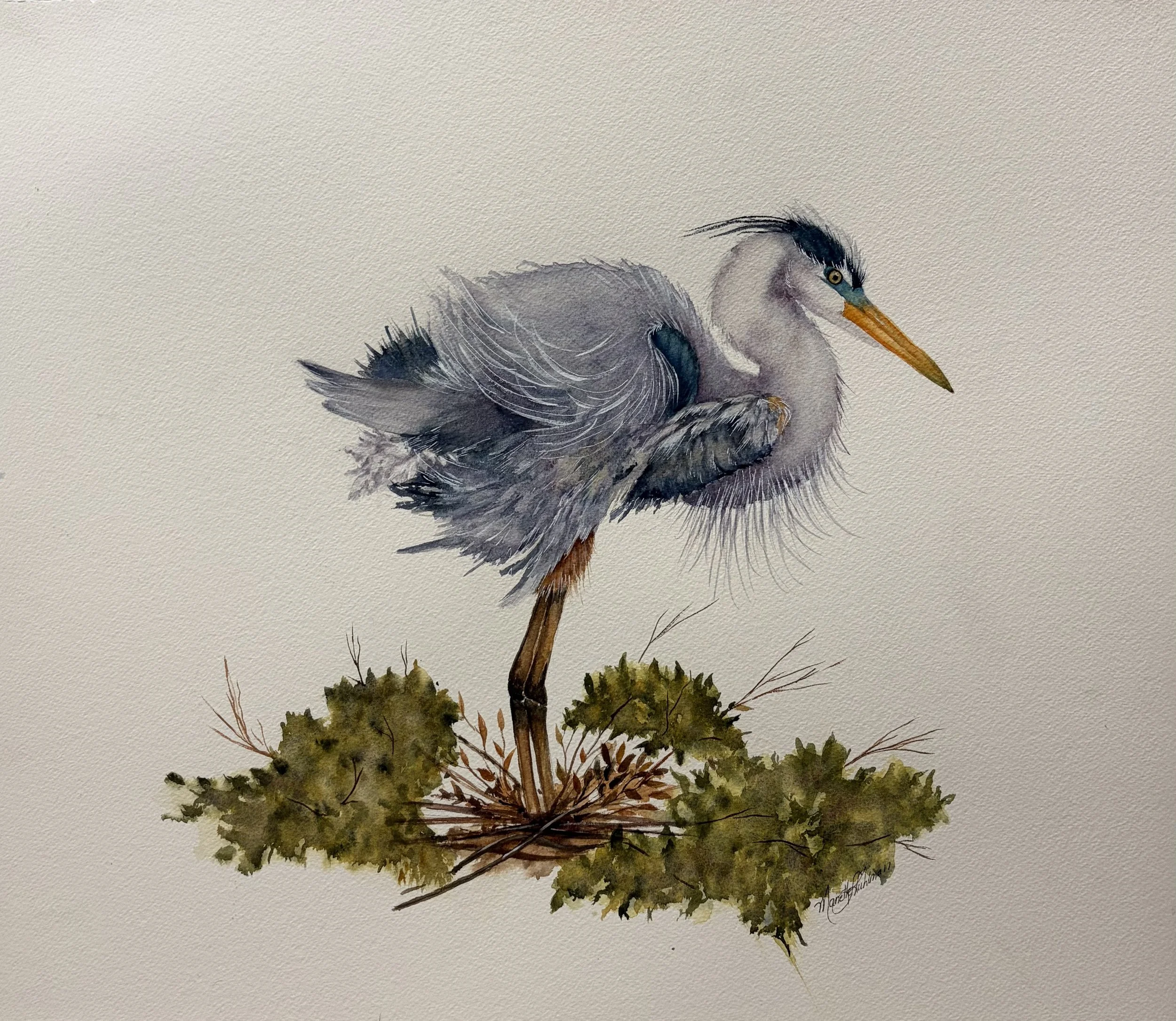 "Ruffled" Original Great Blue Heron Watercolor Painting
