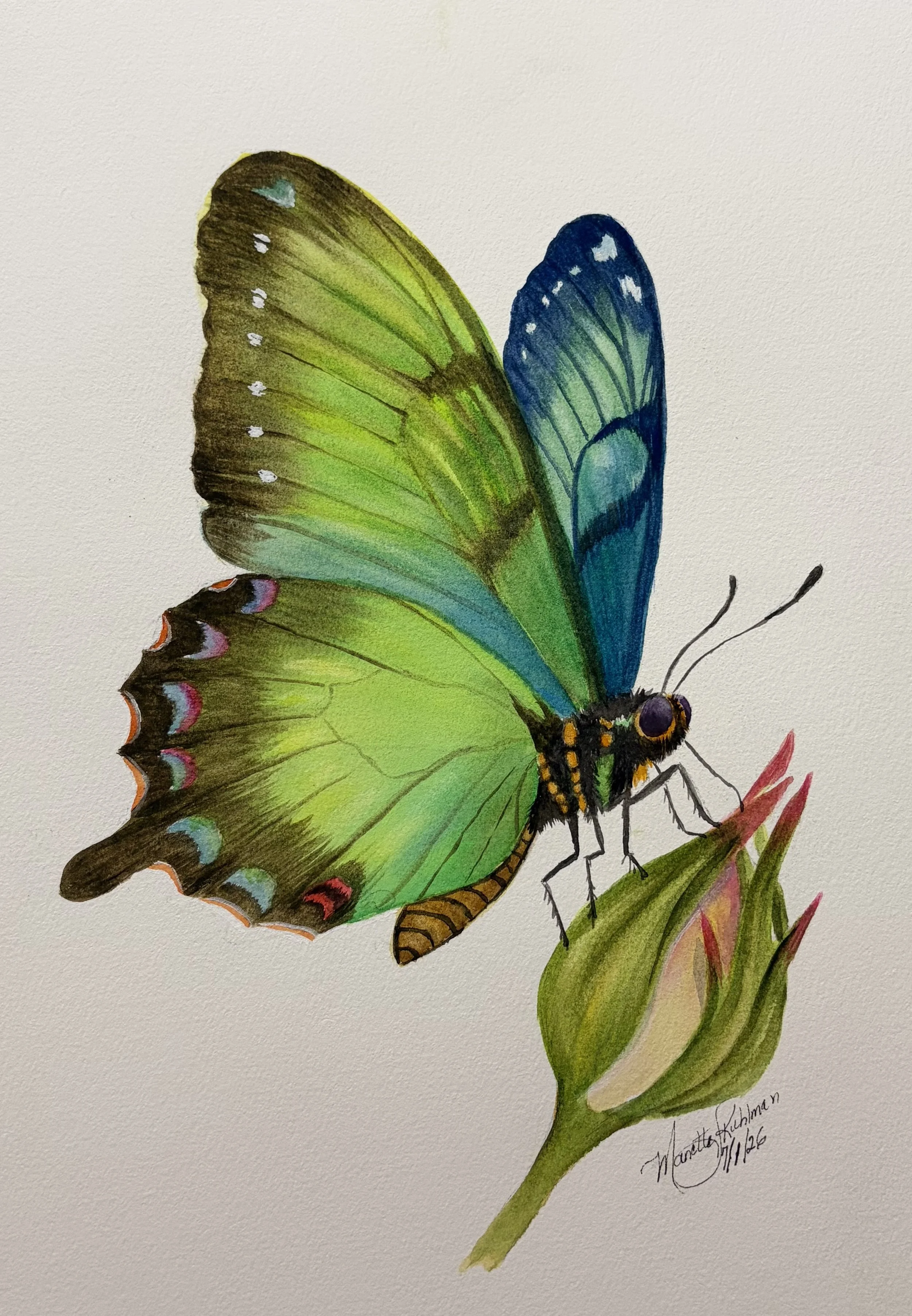 "First Light" Original Butterfly Watercolor Painting