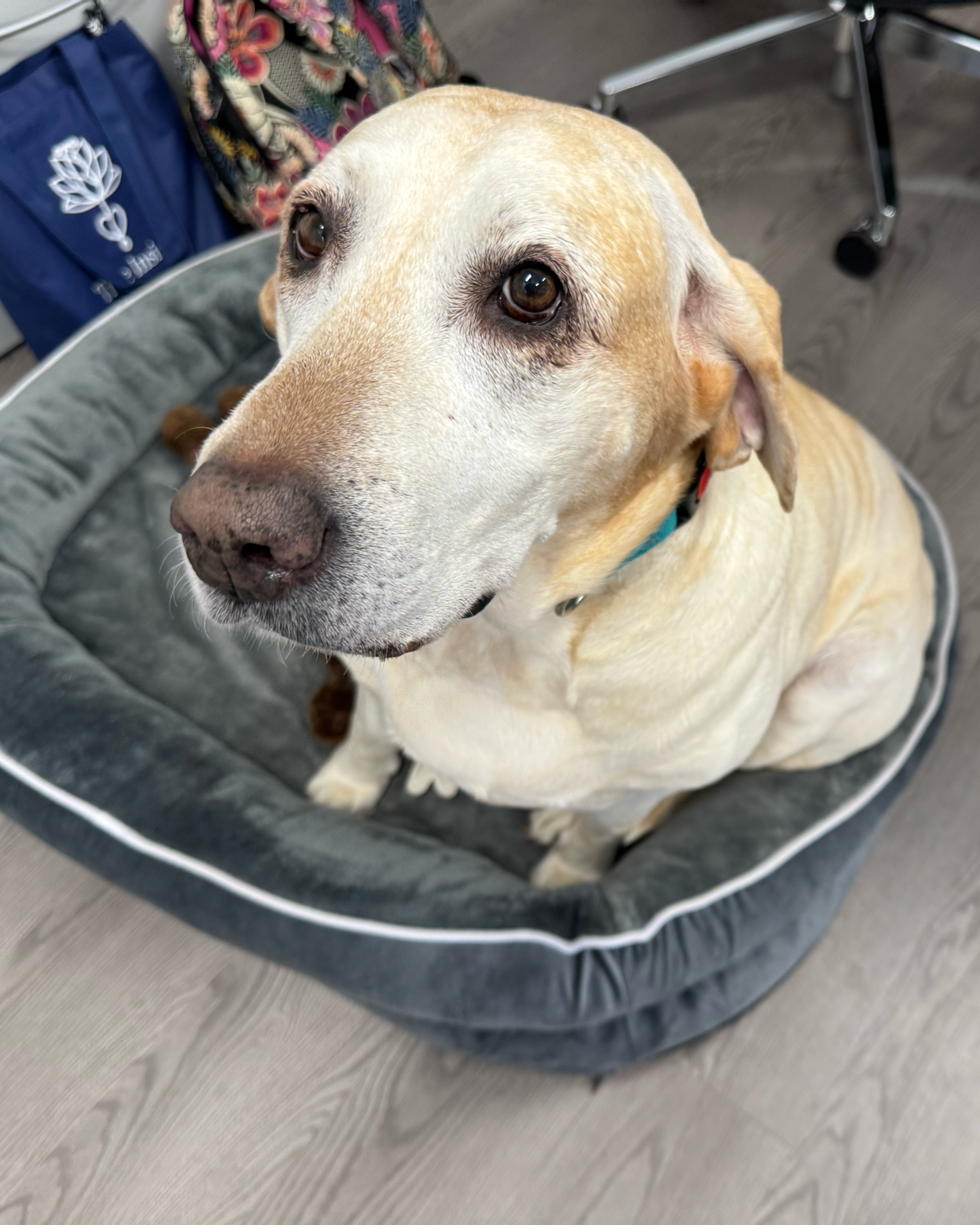 direct primary care doctor