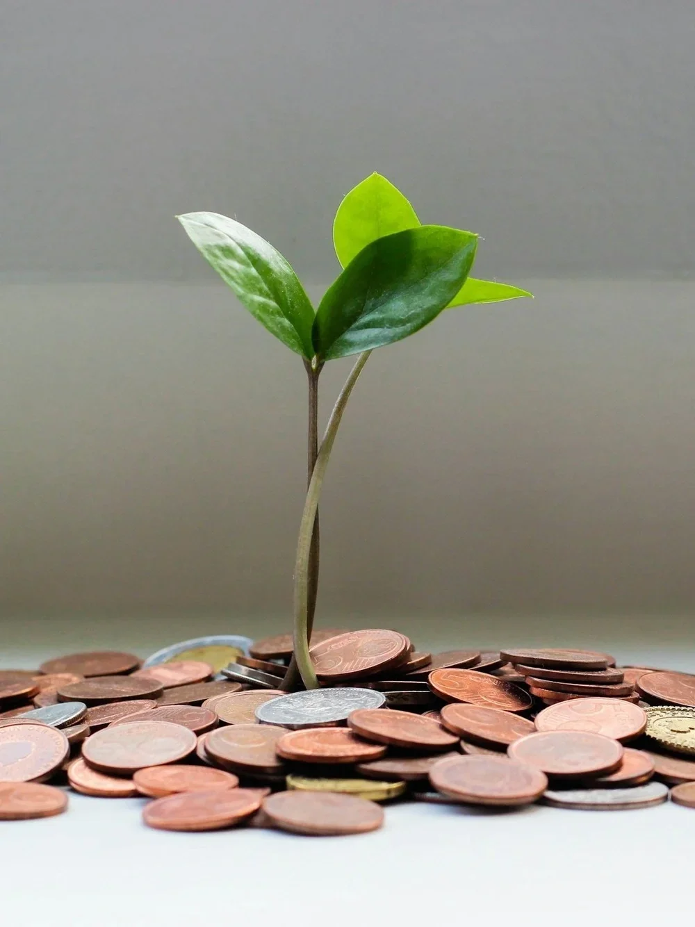 A small green plant growing out of a pile of scattered pennies and coins.