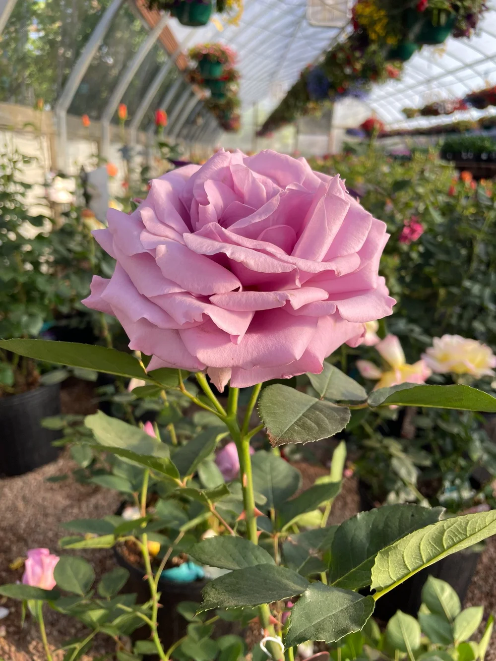 Plants & Price Info — Eaton Grove Nursery
