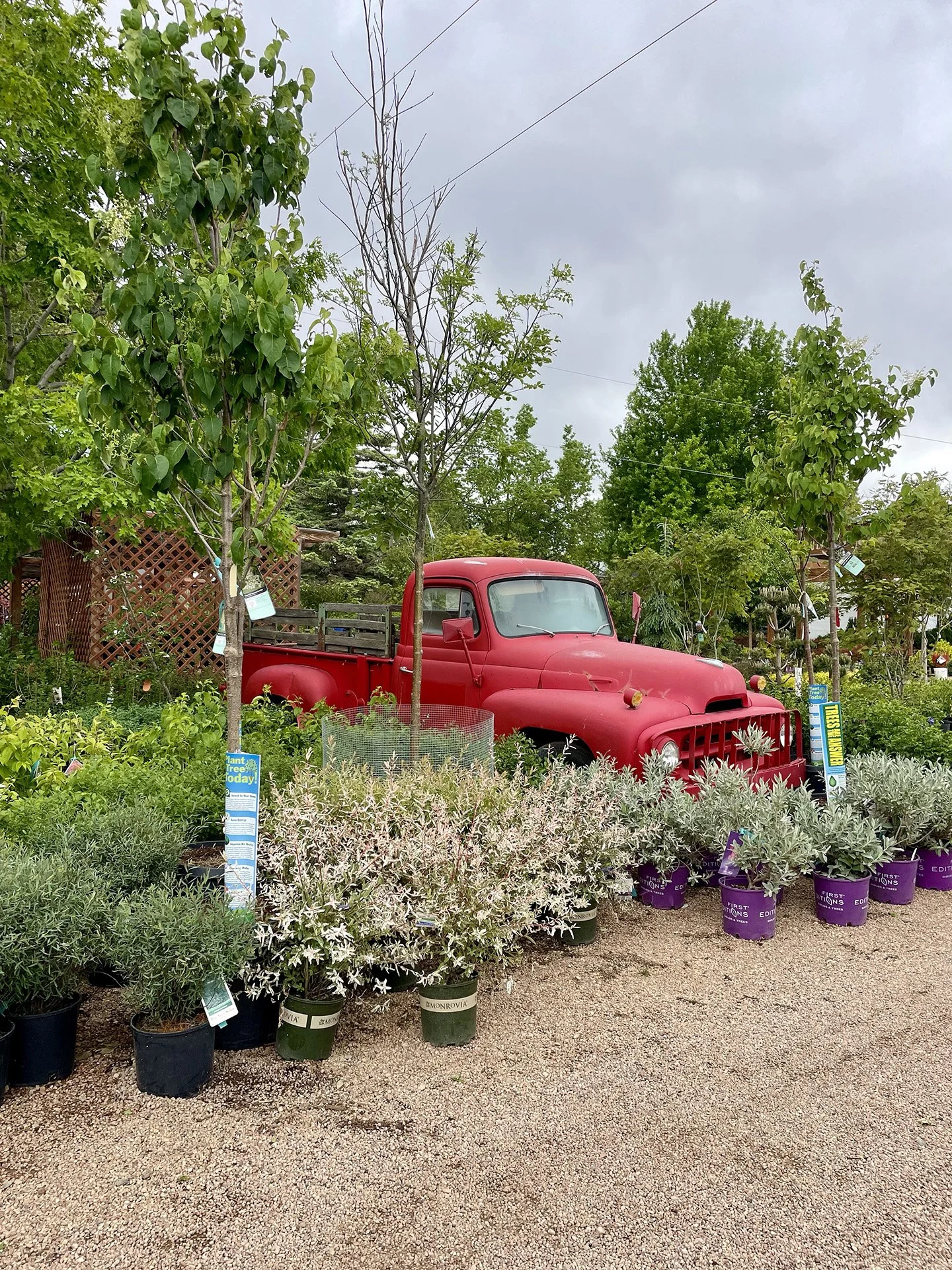 Plants & Price Info — Eaton Grove Nursery