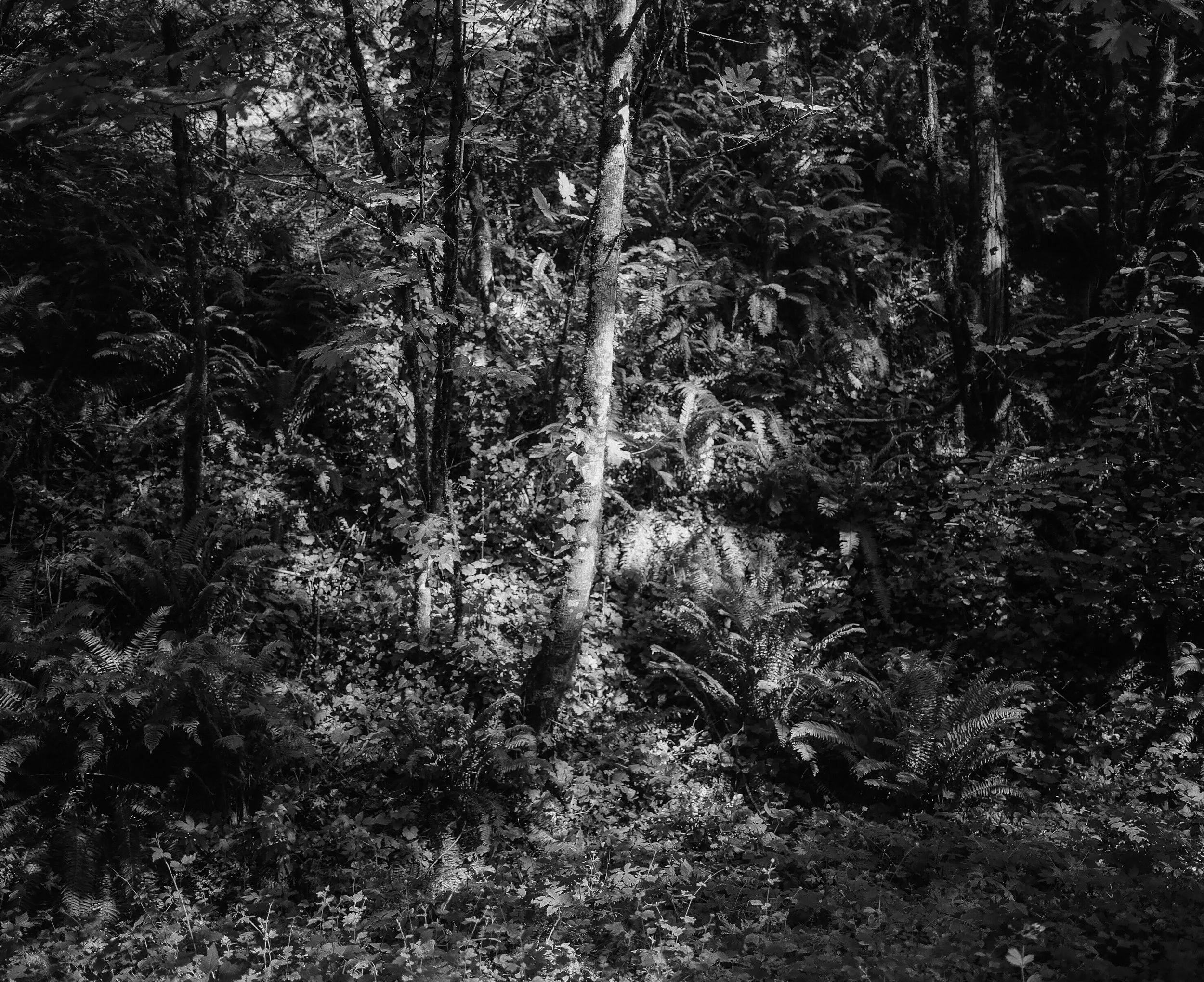 Forest Park, Portland, Oregon