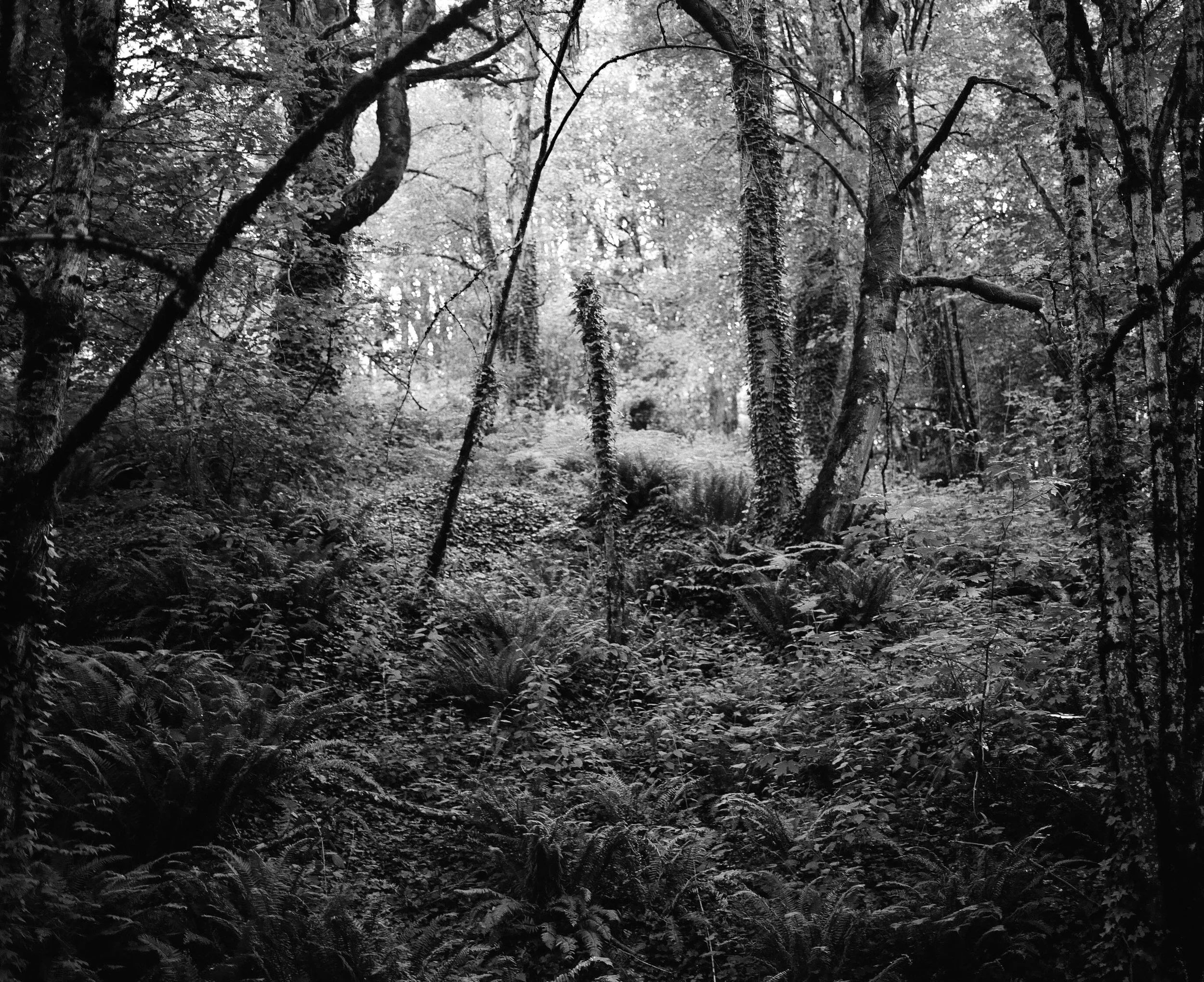 Forest Park, Portland, Oregon